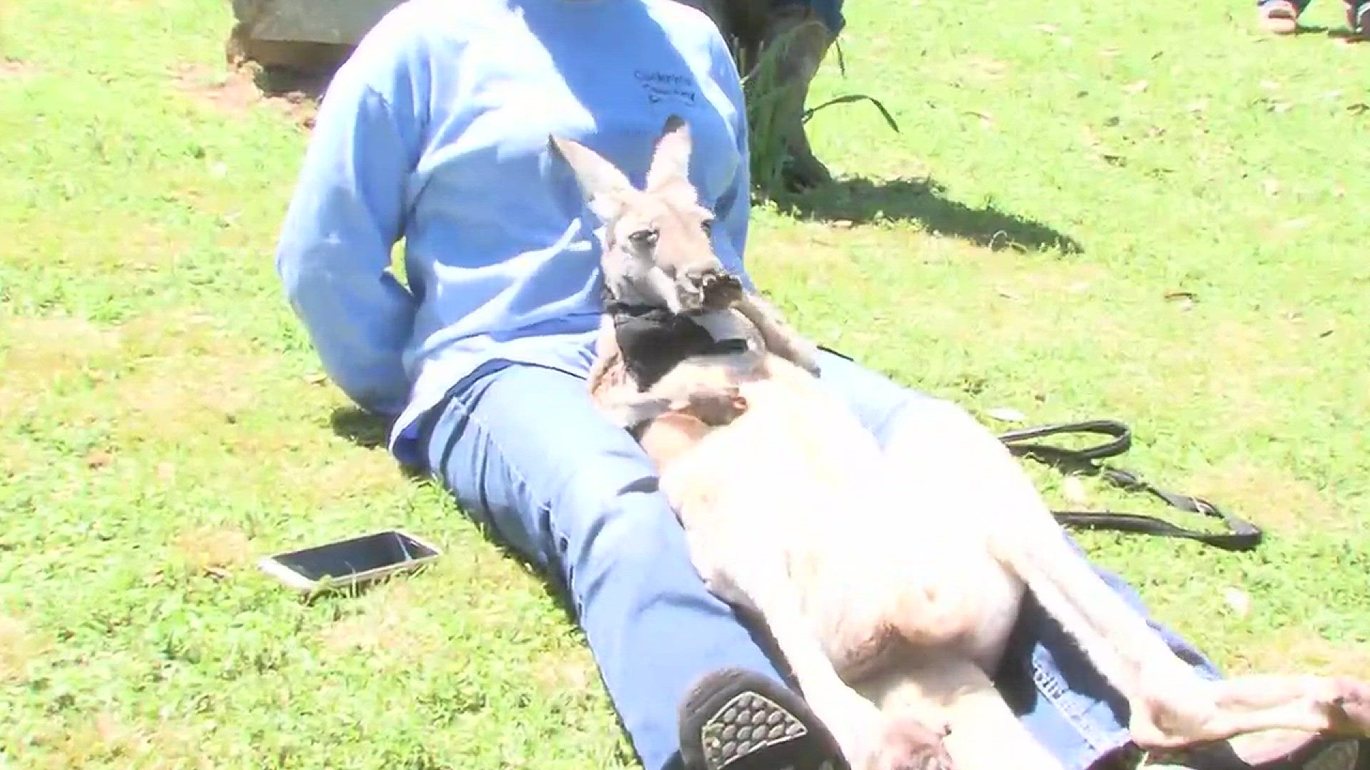 Two weeks after tasting sweet freedom and giving the horses a run for their money at Oaklawn, Rudy Roo Roo was on his best behavior Saturday. --THV11.com 04/02/16