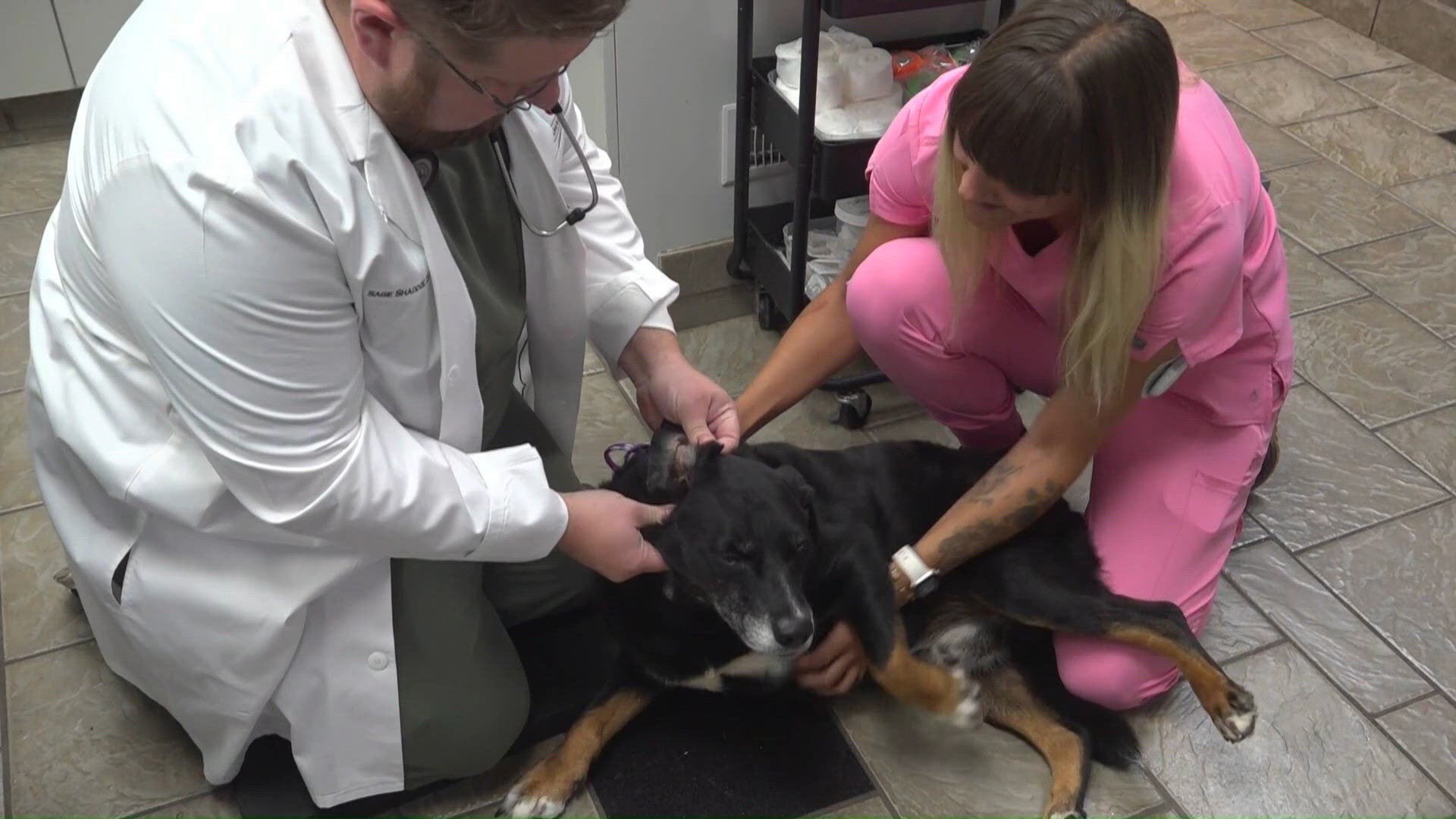 Arkansas vets explain how to keep your pets safe during the heat