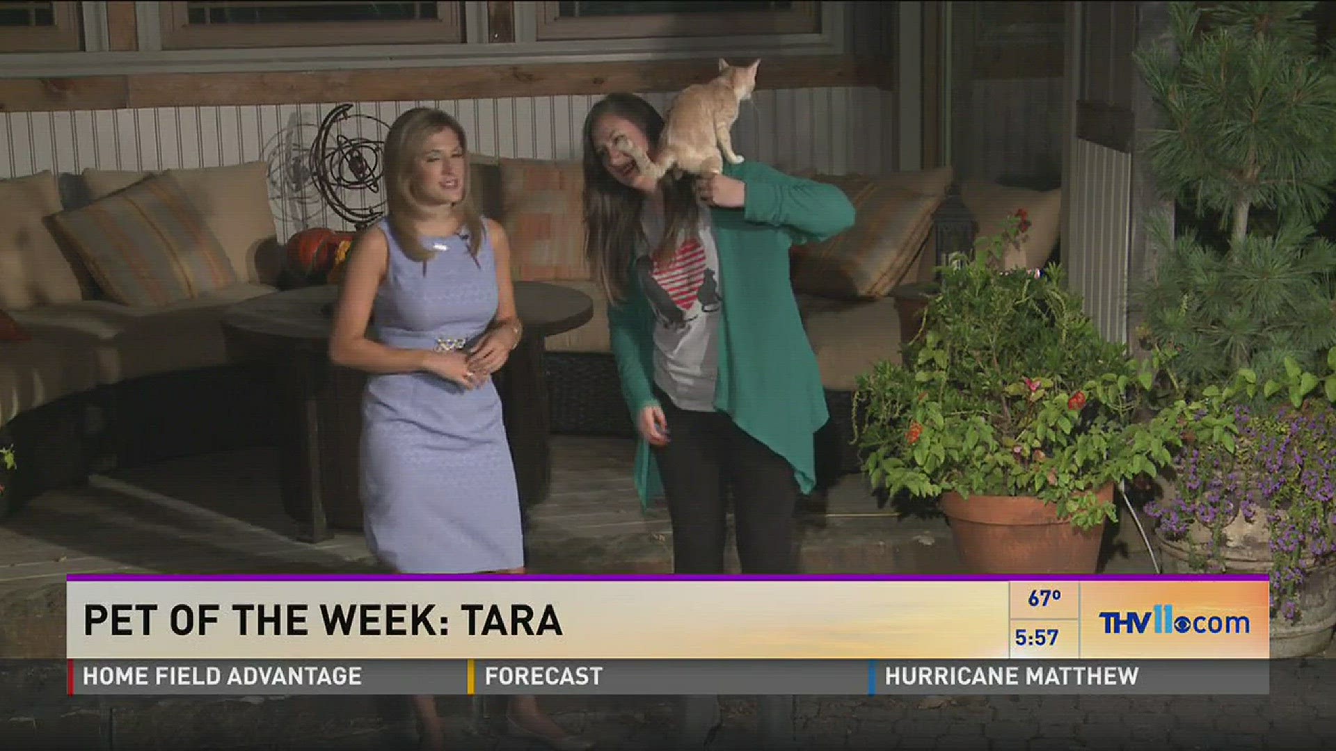 Betsy Robb from Friends of the Animal Village visited THV This Morning with a sweet cat named Tara