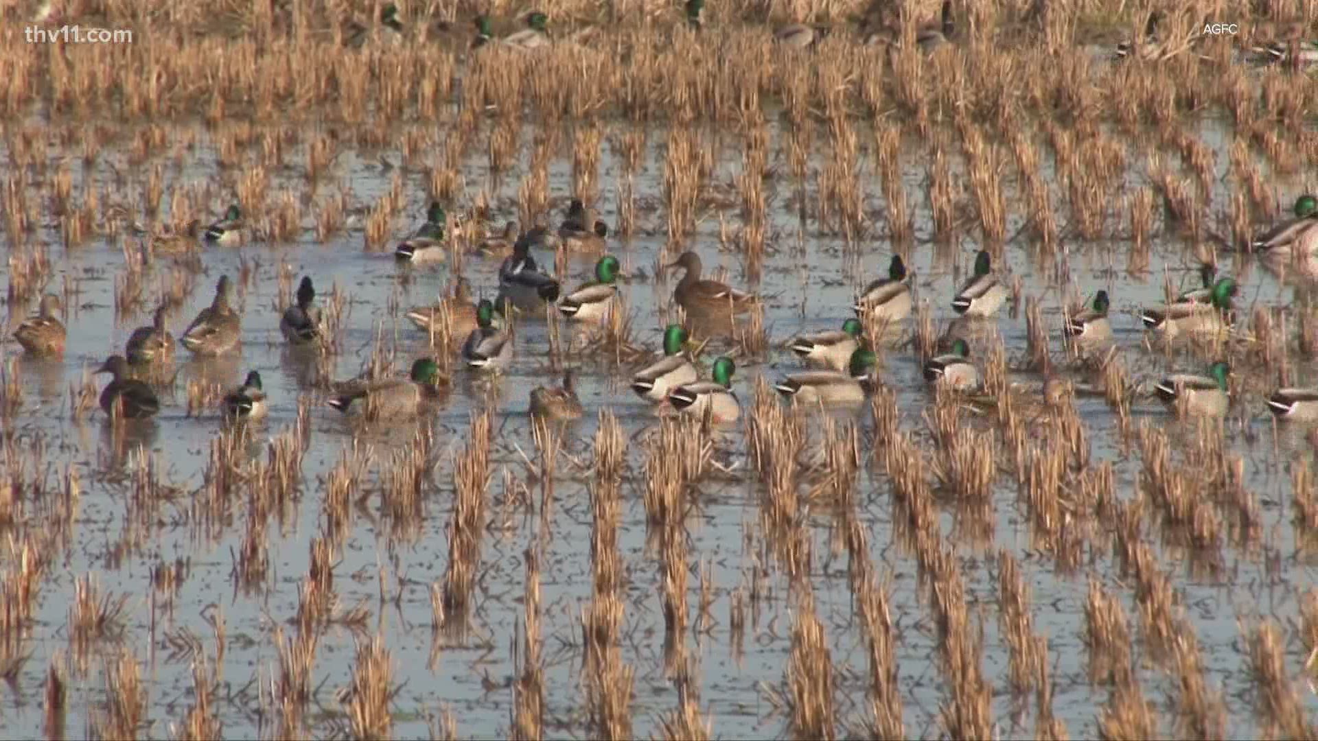 Duck hunting season is wrapping up soon, but unfortunately, we're told many hunters will be leaving the blinds disappointed.