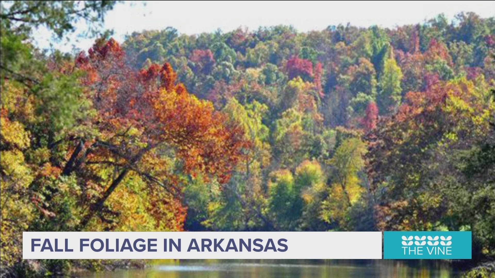 Arkansas is one of the top fall color destinations in the country and USA Today recently named Arkansas one of the top places to view fall color.