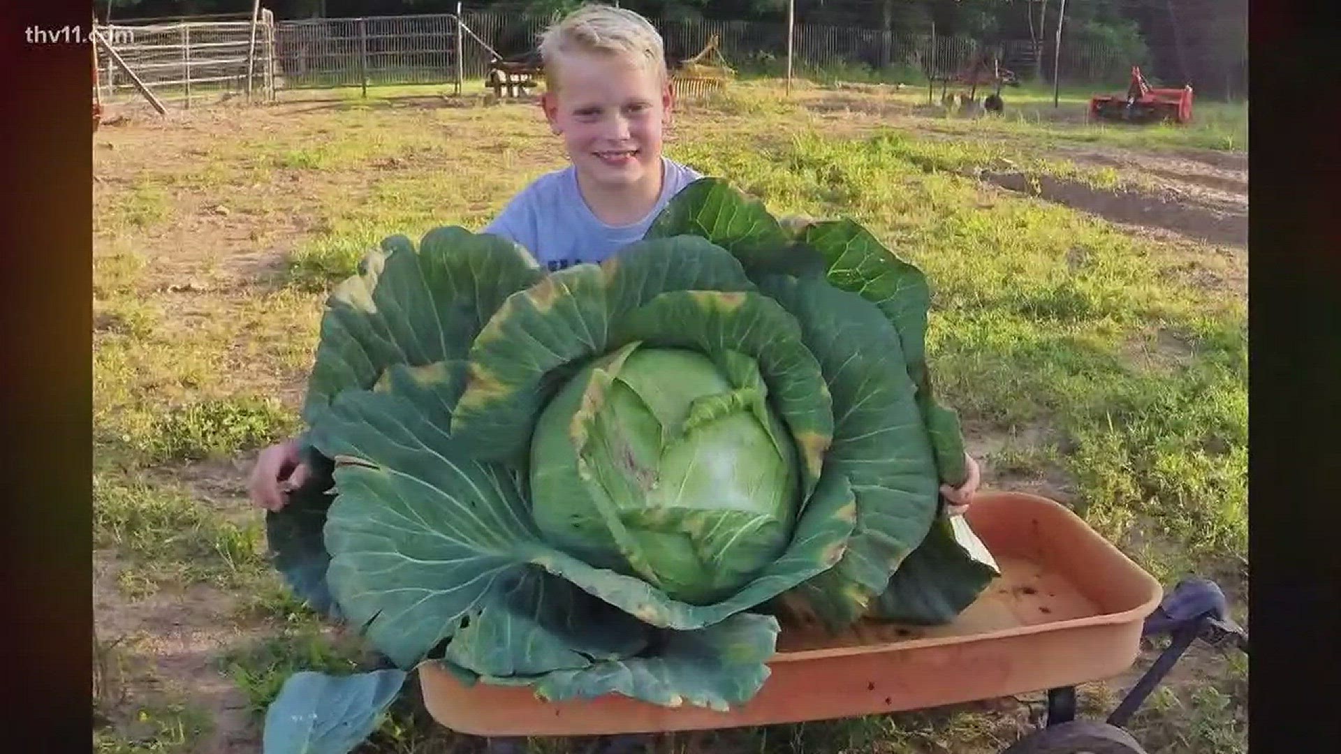 Cabot third grader grows 17.5 pound cabbage