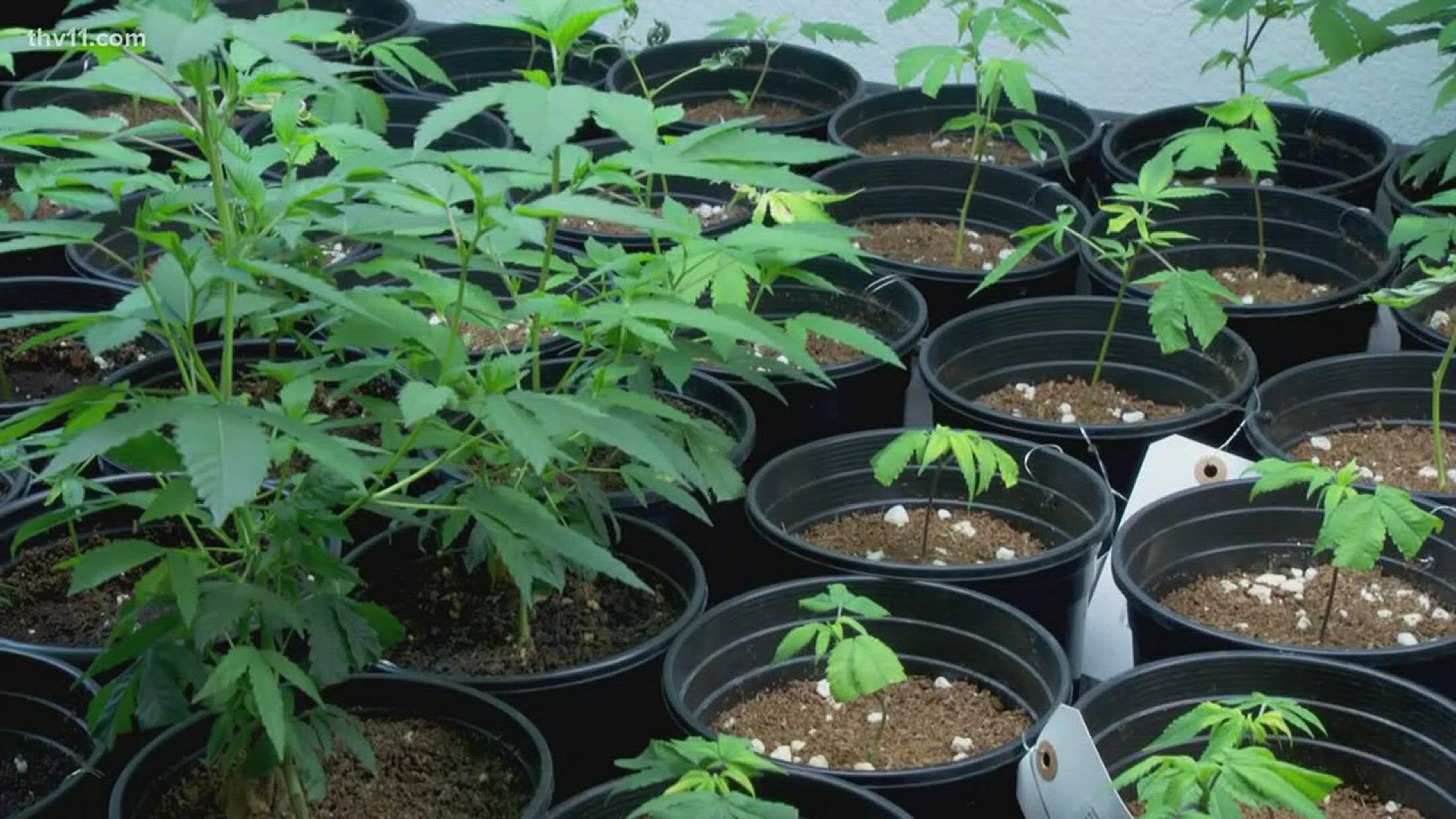 A year after a medical marijuana law was passed, patients are still waiting to get the drug.
