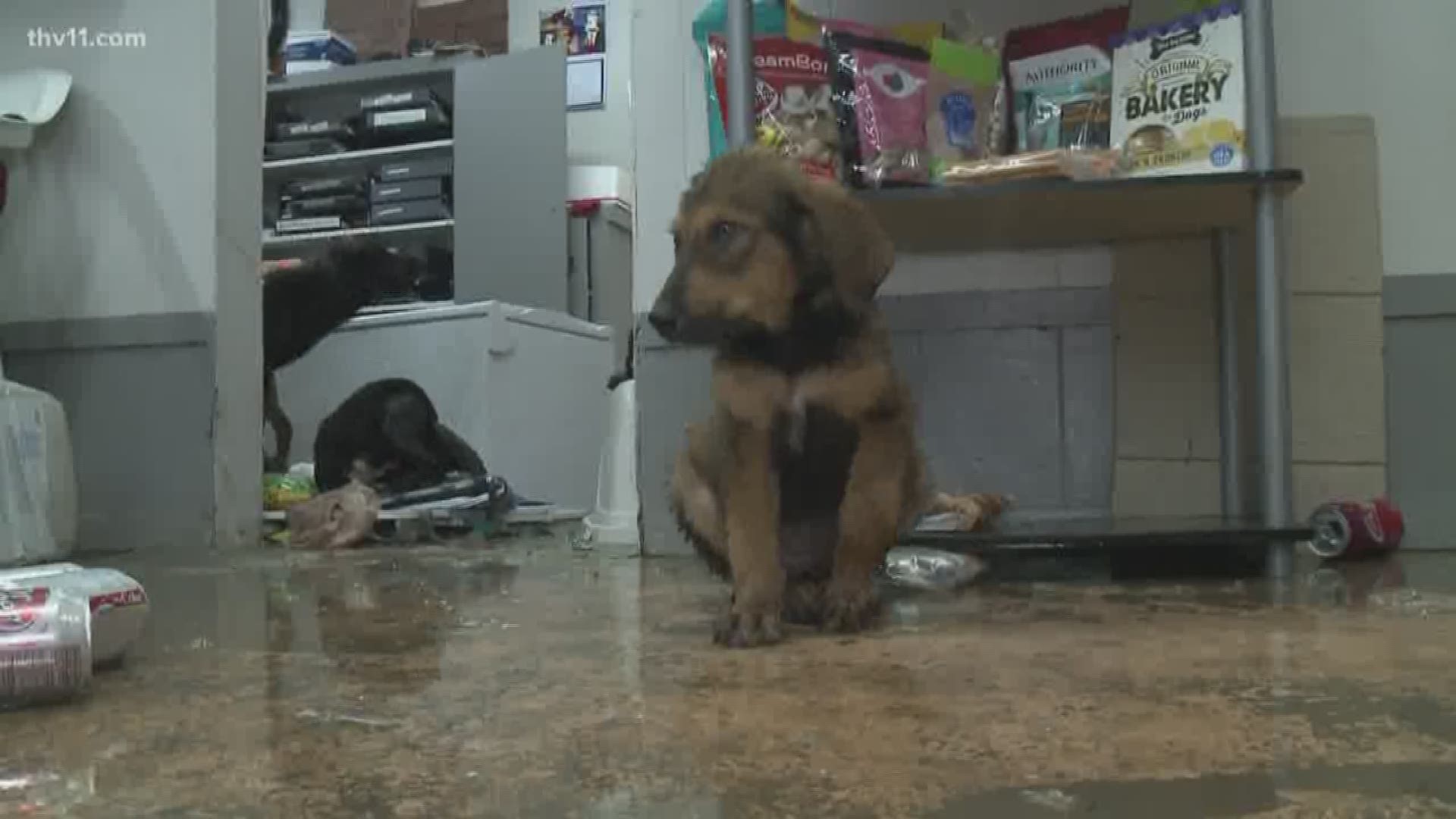 In Arkadelphia, cleanup is underway after flood water entered businesses and a local animal shelter overnight.