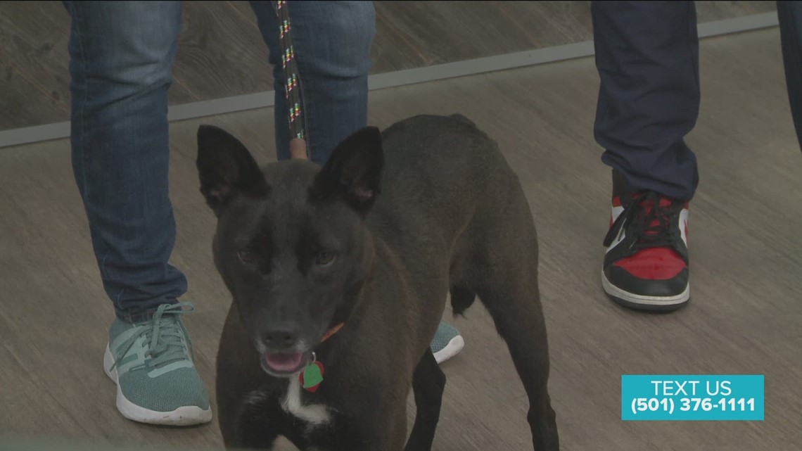 Meeting our Pet of The Week
