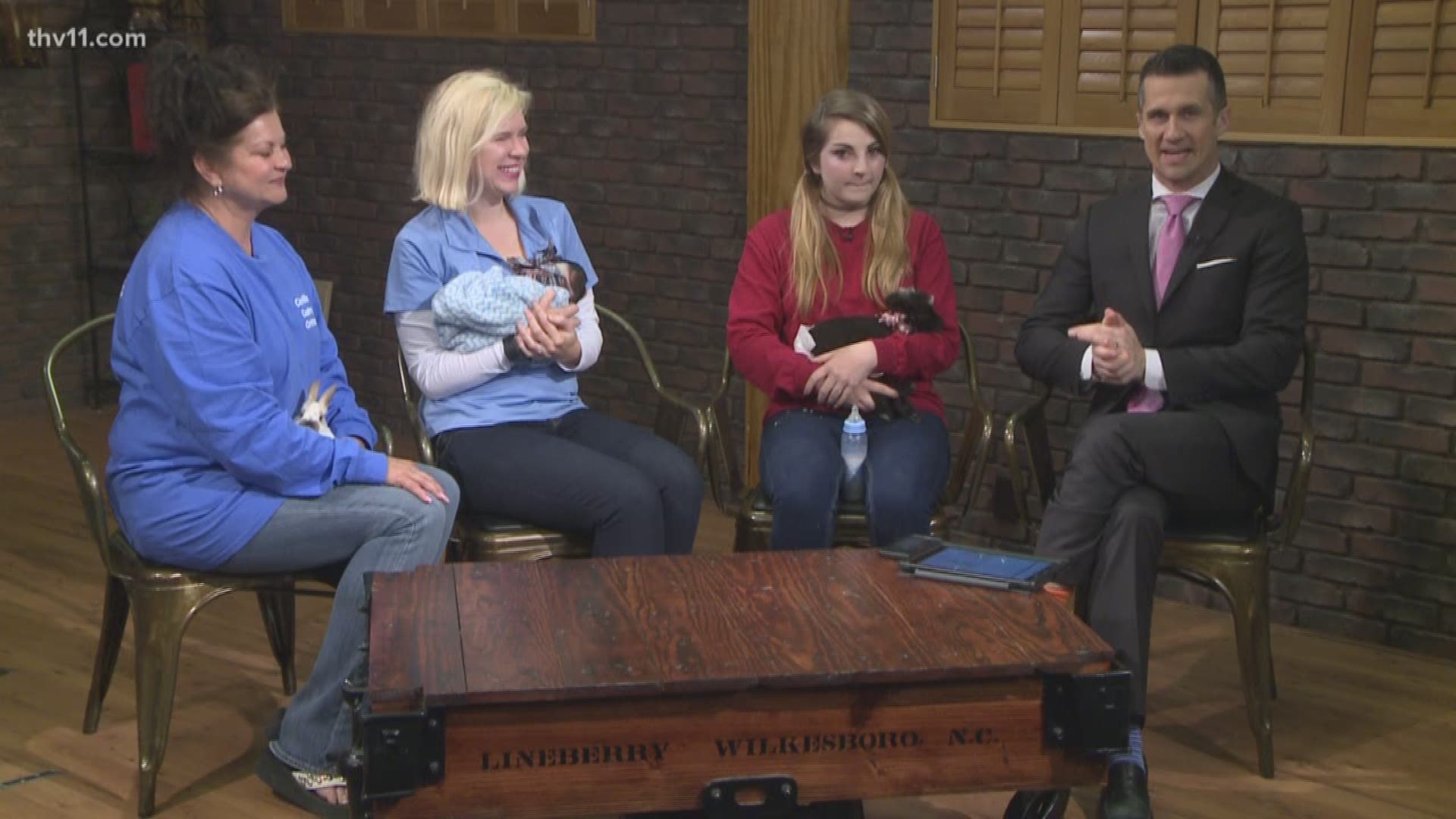 A three-day-old Shetland sheep, a bunny and a baby pig all joined THV11 This Morning to give people a taste of what's to come at Springfest this year.