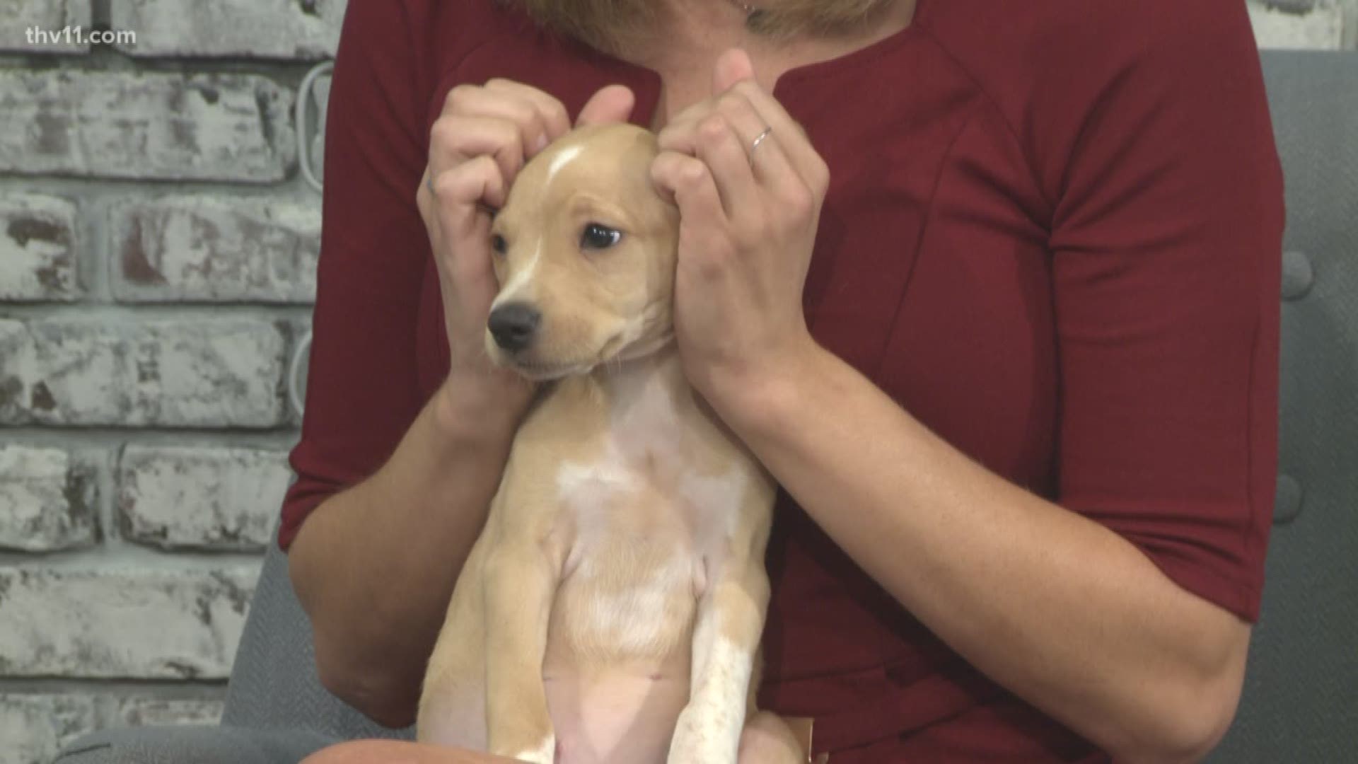 Each week, we feature a pet up for adoption at the Little Rock Animal Village. Leslie Taylor from Friends of the Animal Village is here with Linus.