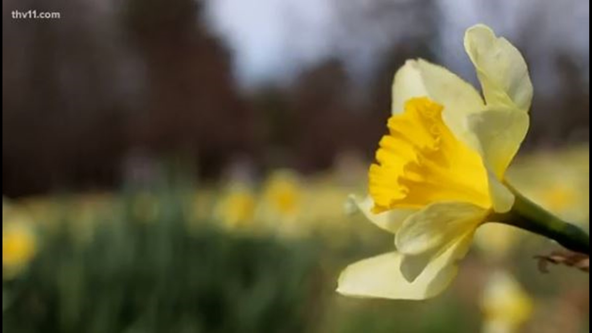 The Wye Daffodil Festival is in full bloom in Arkansas.