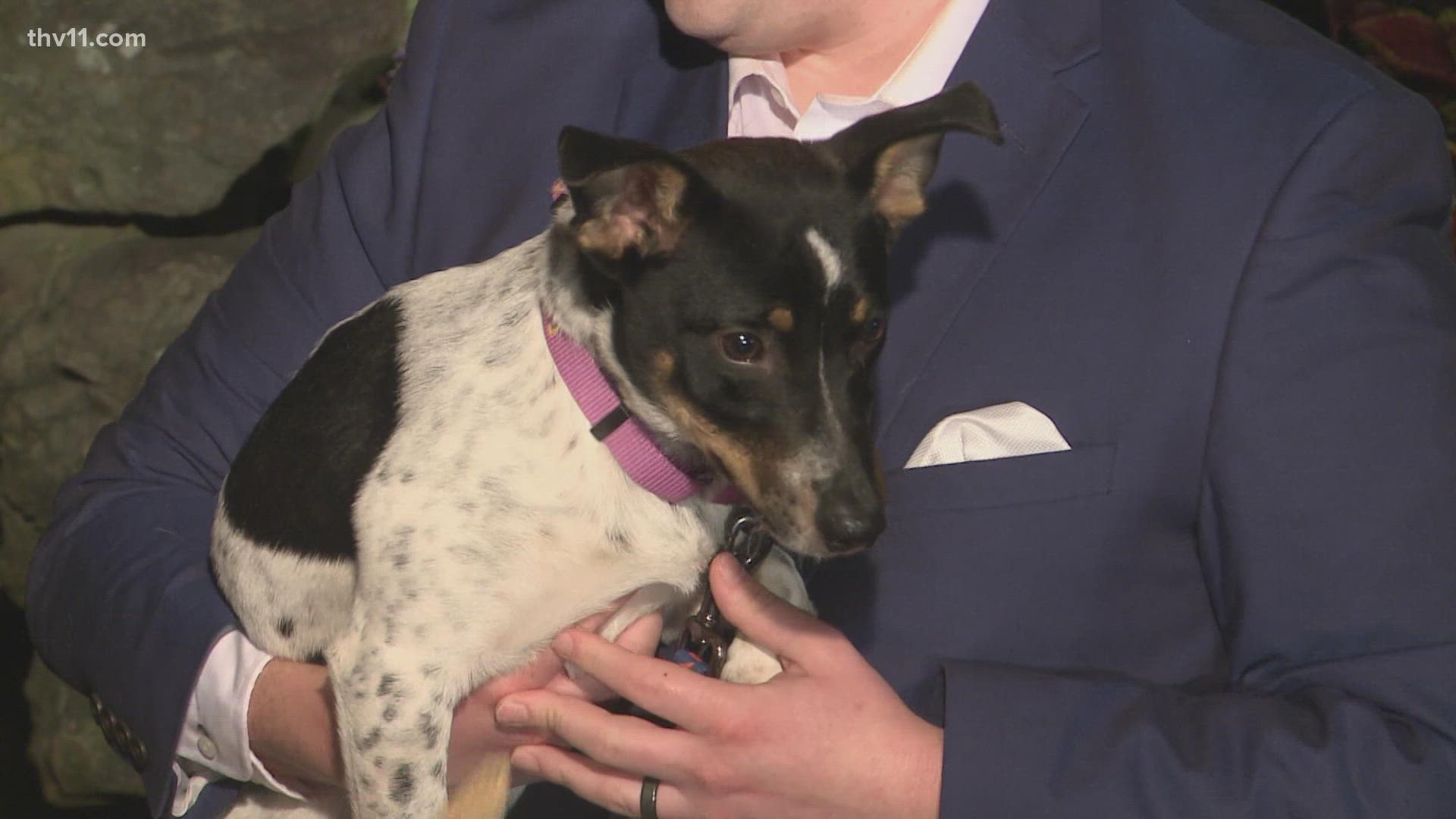 Barry is a Rat Terrier mix who is ready to be adopted from the Little Rock Animal Village!