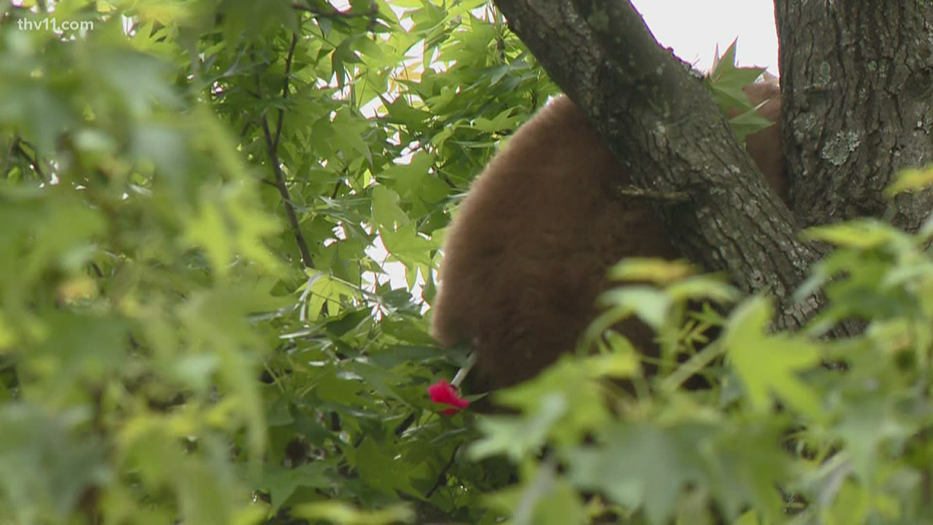 Residents at one apartment complex in Cabot woke up with a new neighbor this morning — a big and hairy one.
