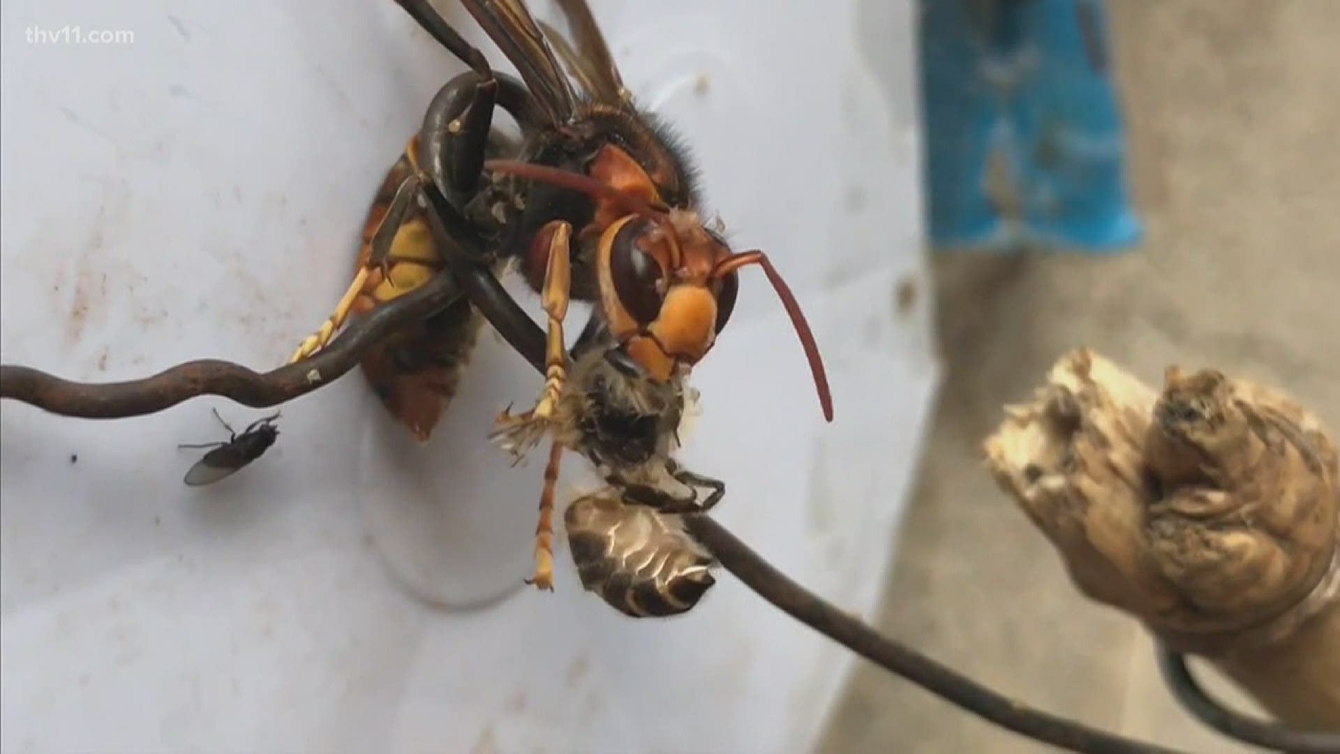 Everyone has been frightened by talk of the murder hornets. The Arkansas Department of Agriculture tells us what we need to know about the invasive species.