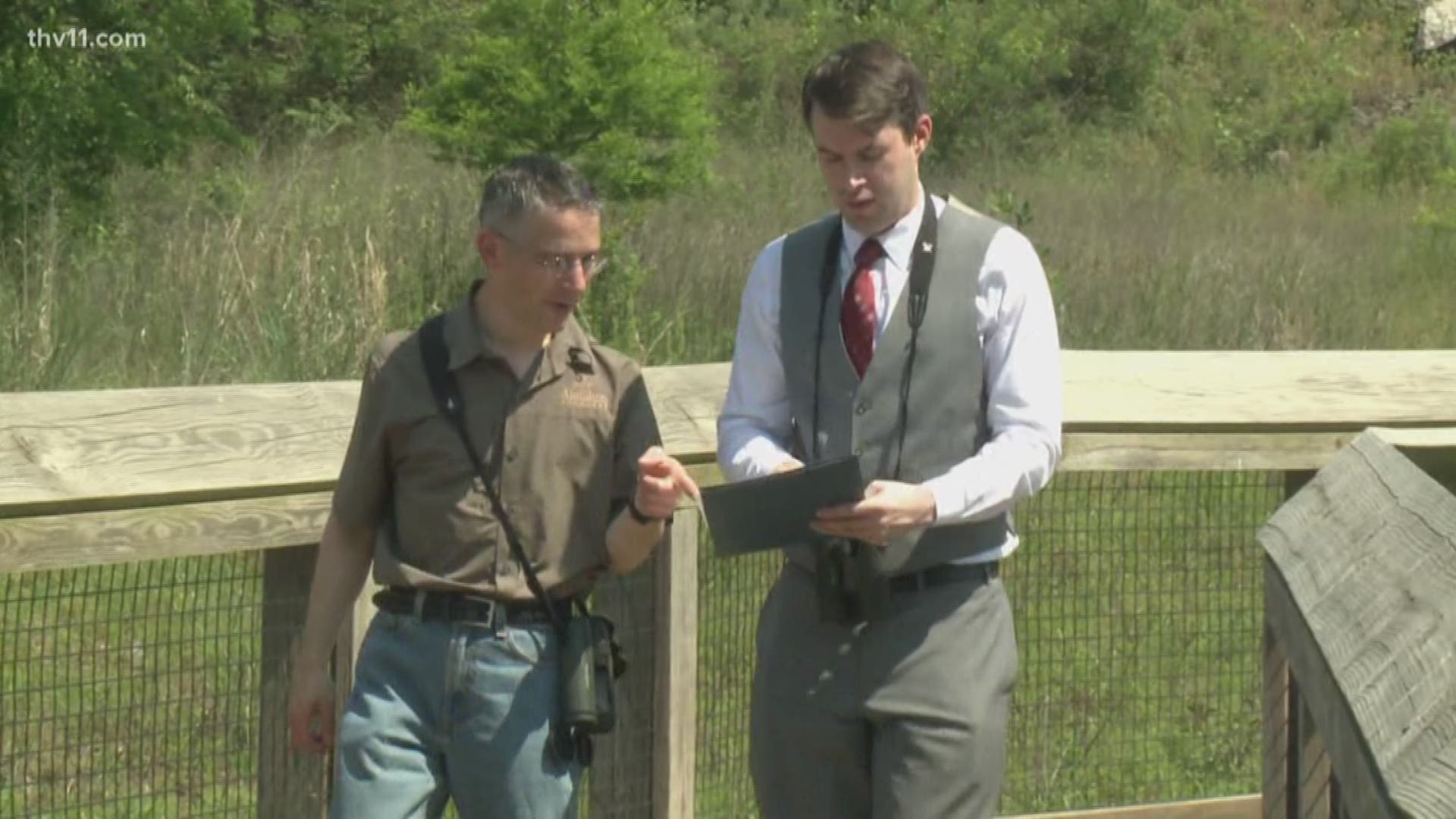 Audubon Arkansas to host bird scavenger hunt this weekend