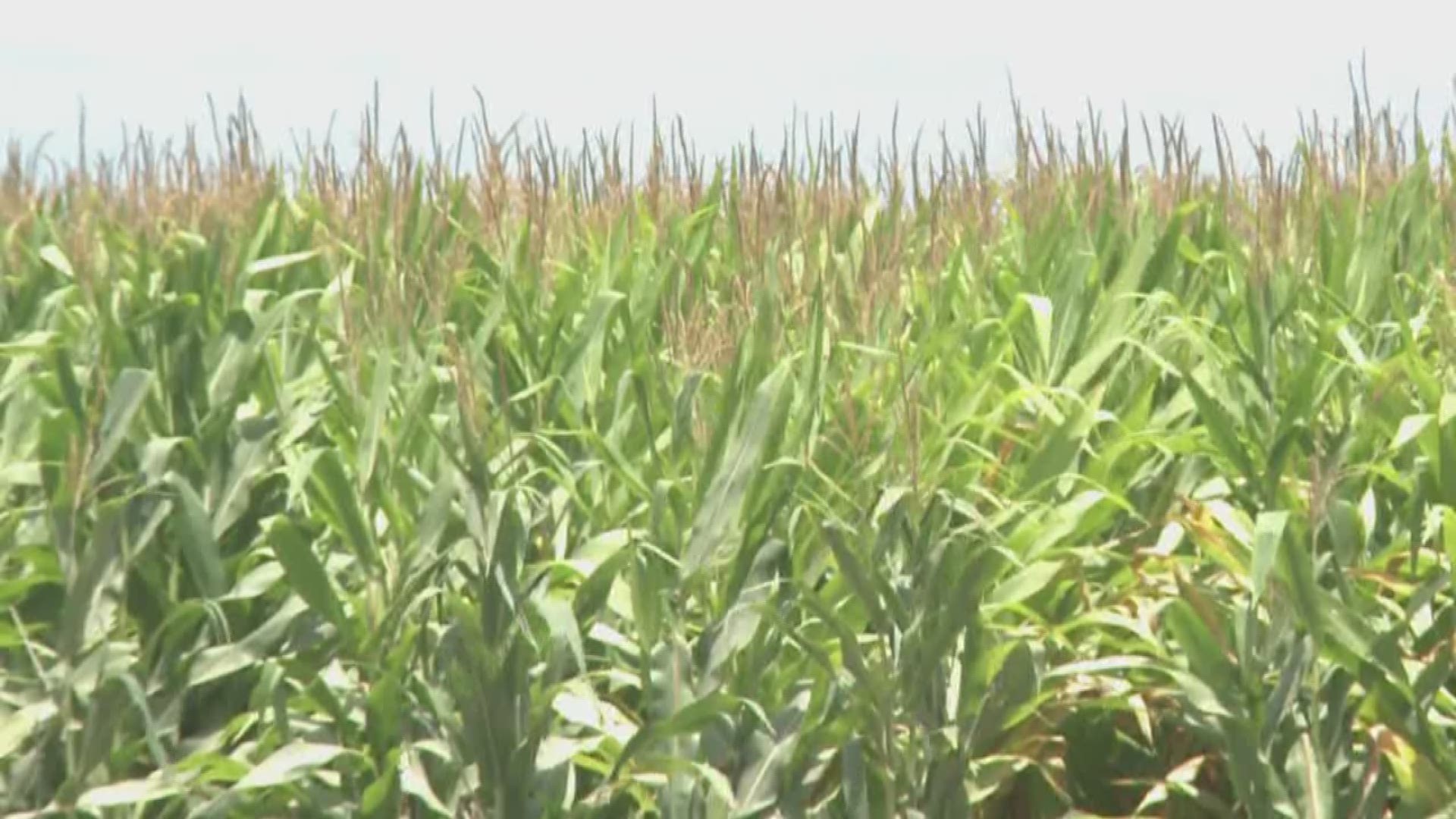 The impending rain is just another setback for Arkansas farmers. This year's wet season is testing them all.