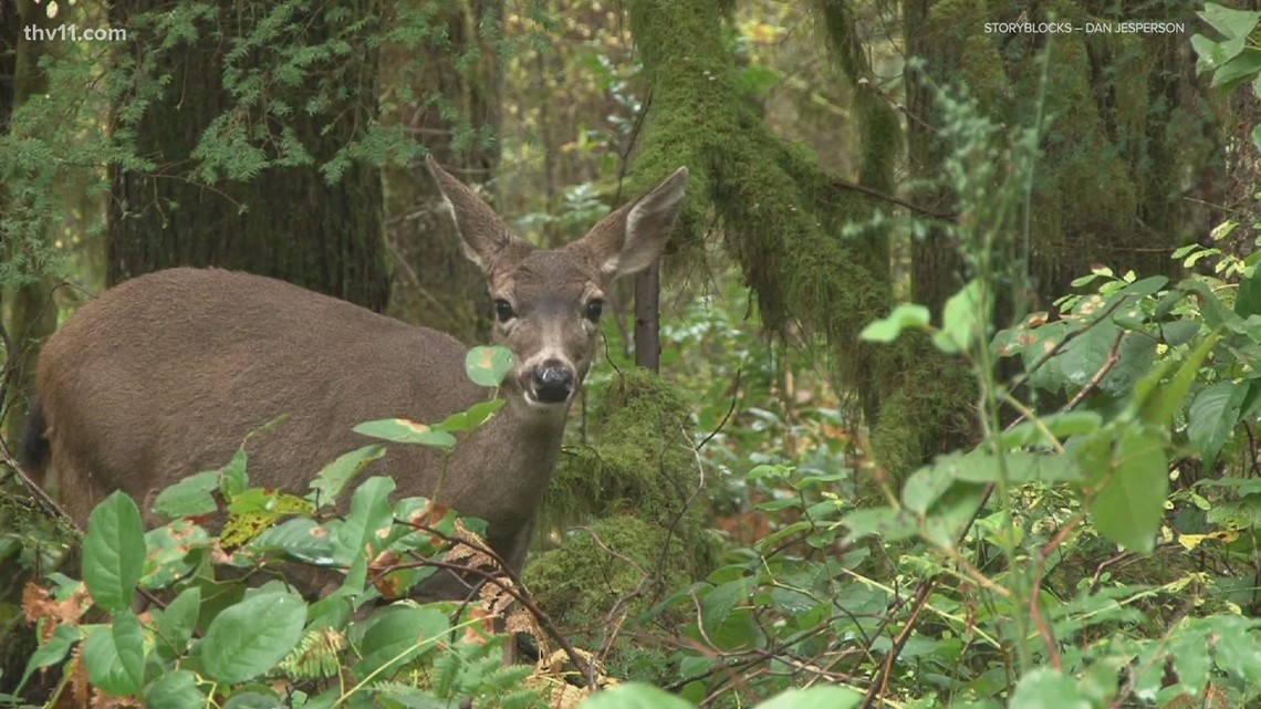 Deer tests positive for chronic wasting disease in Arkansas - Vimarsana News