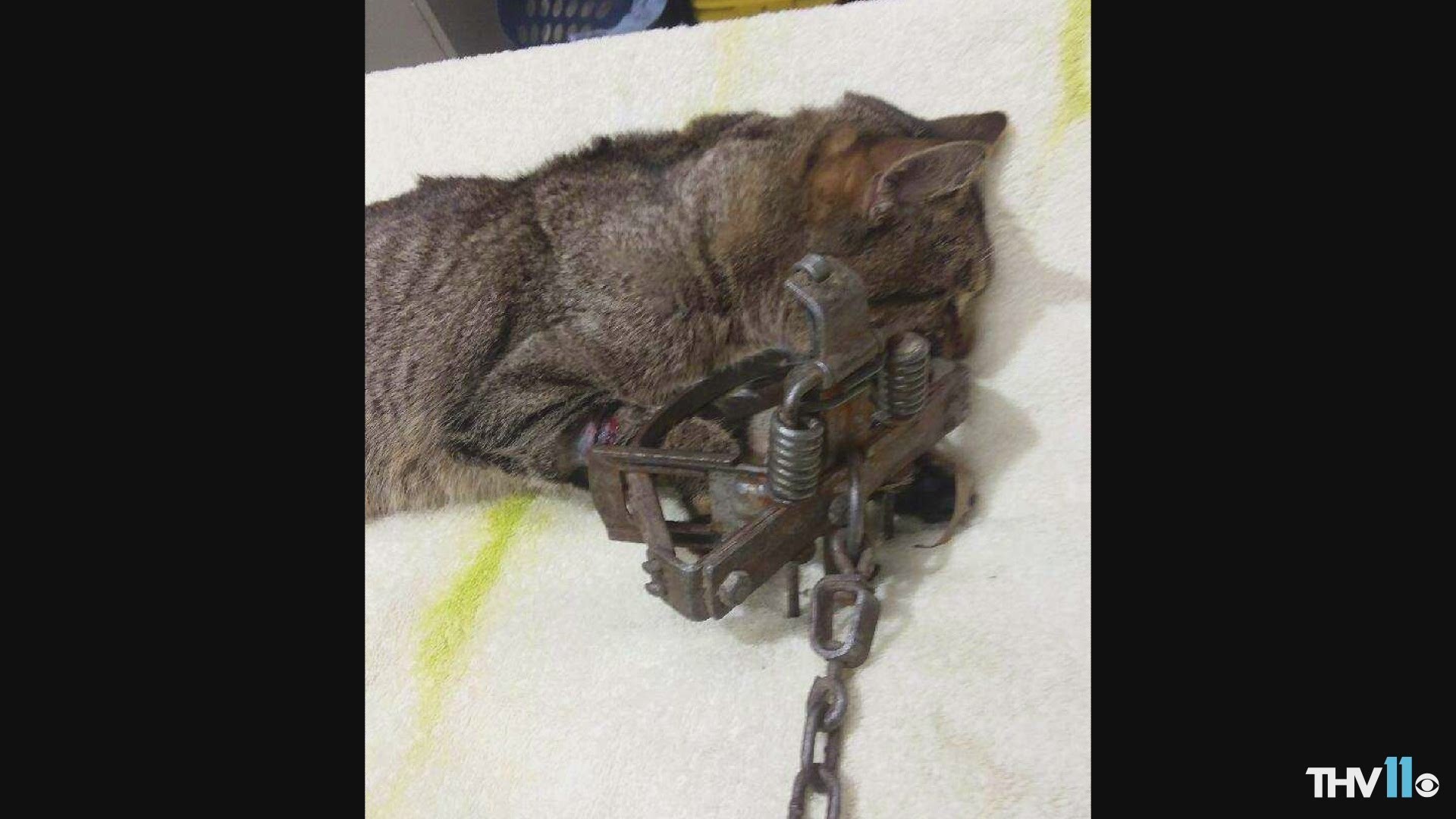 Cat caught in illegal trap in Little Rock has leg amputated 