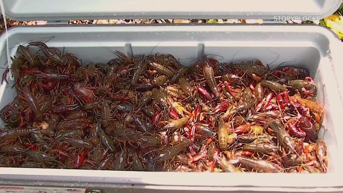 Crawfish shortage impacts Arkansas businesses - Vimarsana News