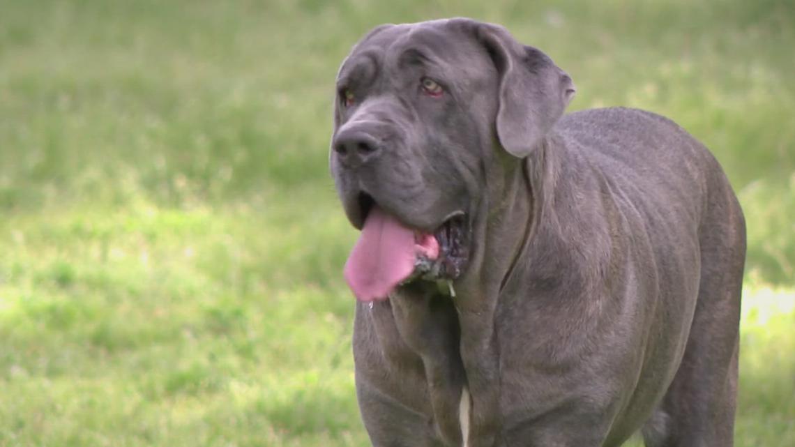 Little Rock animal shelter attempts to track owner of lost dog - Vimarsana News