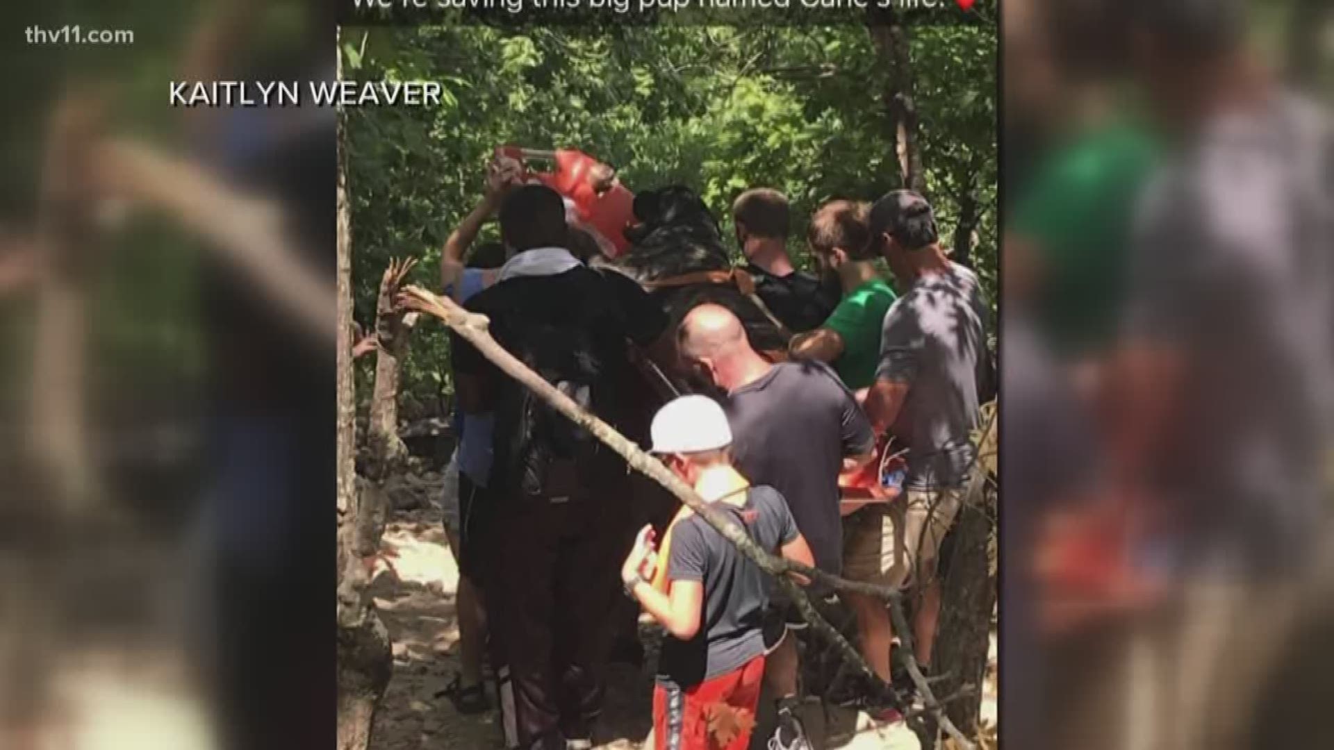Heat exhausted dog rescued from Pinnacle Mountain