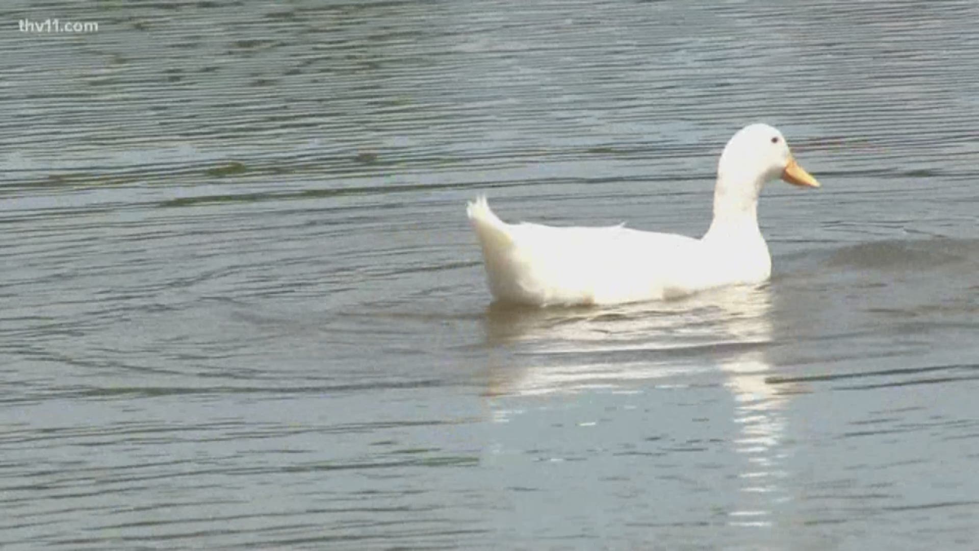 Elevated bacteria levels closes swim beaches in Arkansas