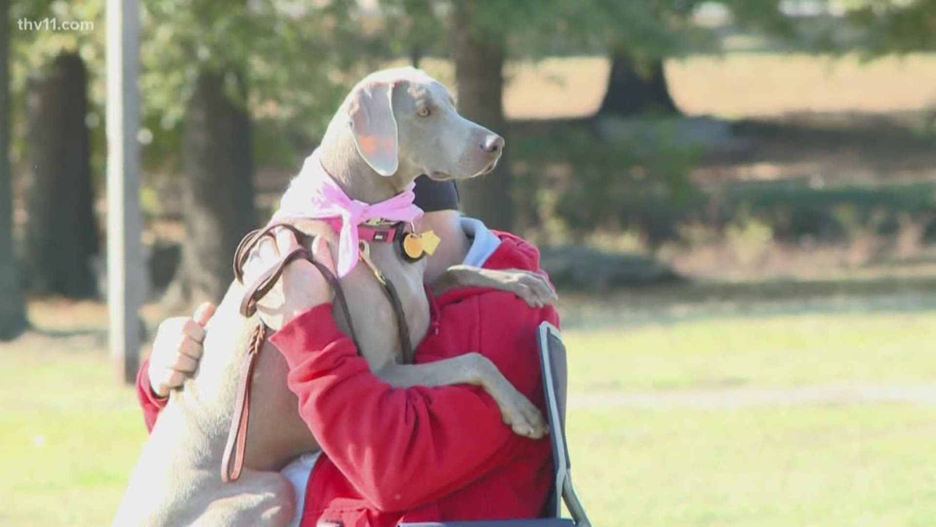 Dozens of people and their dogs walked around MacArthur Park today to raise awareness about cancer.
