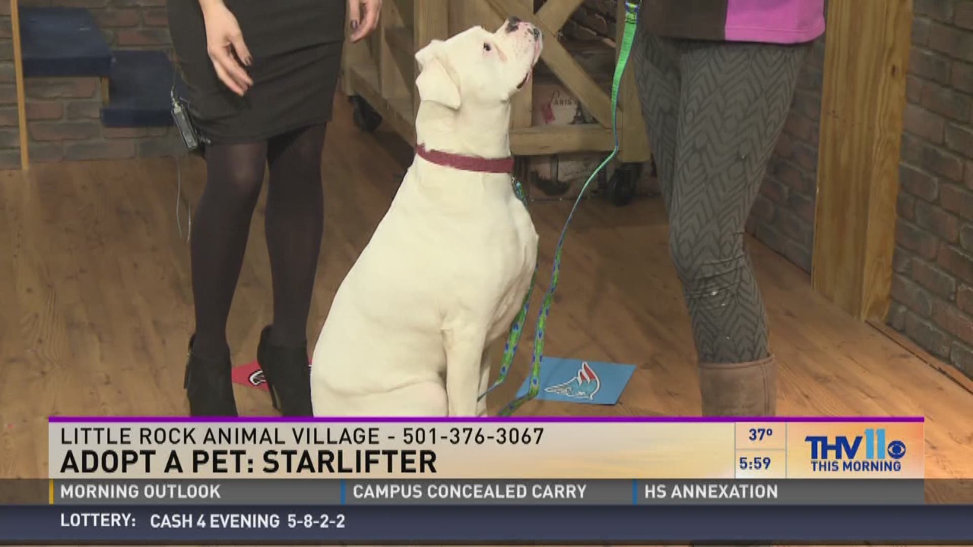 Betsy Robb from Friends of the Animal Village joined THV11 This Morning with a sweet pup named Starlifter