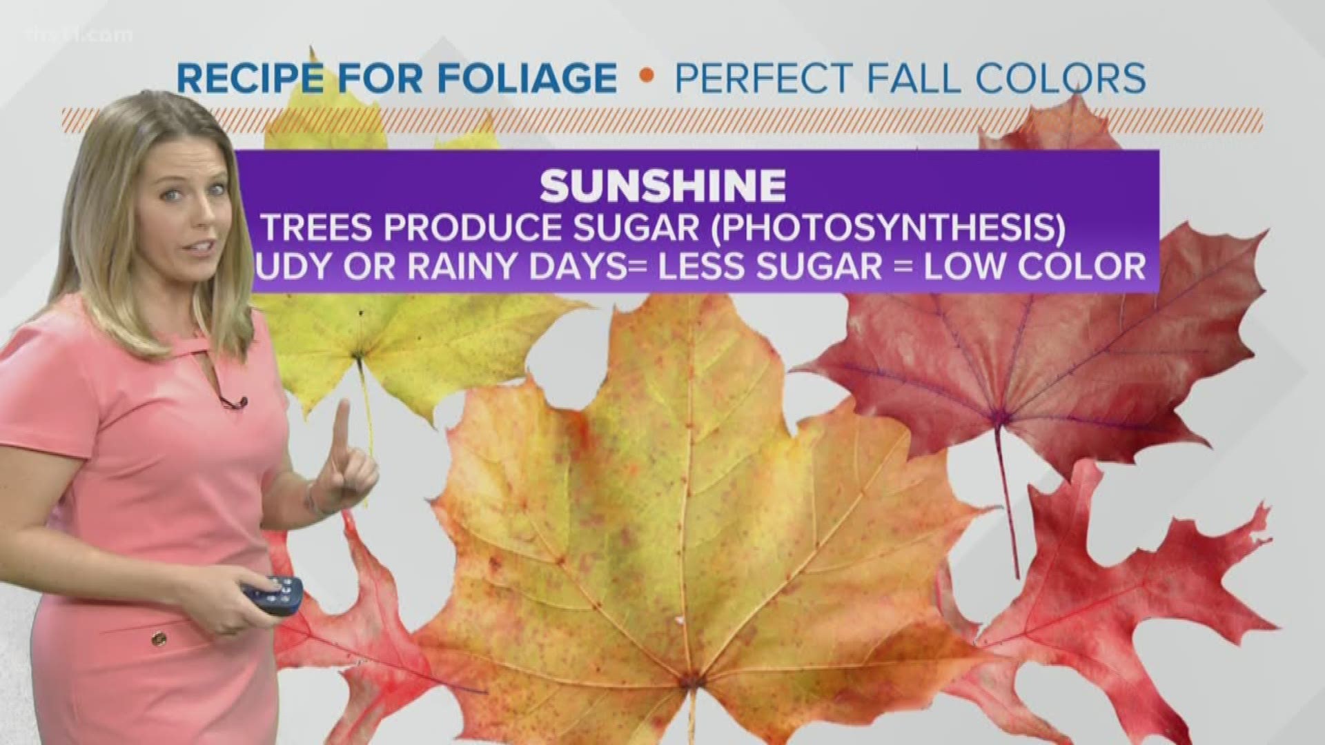 Most people think leaves change color in the fall time because of the cooler weather. While the two may correlate, that's actually not the case.