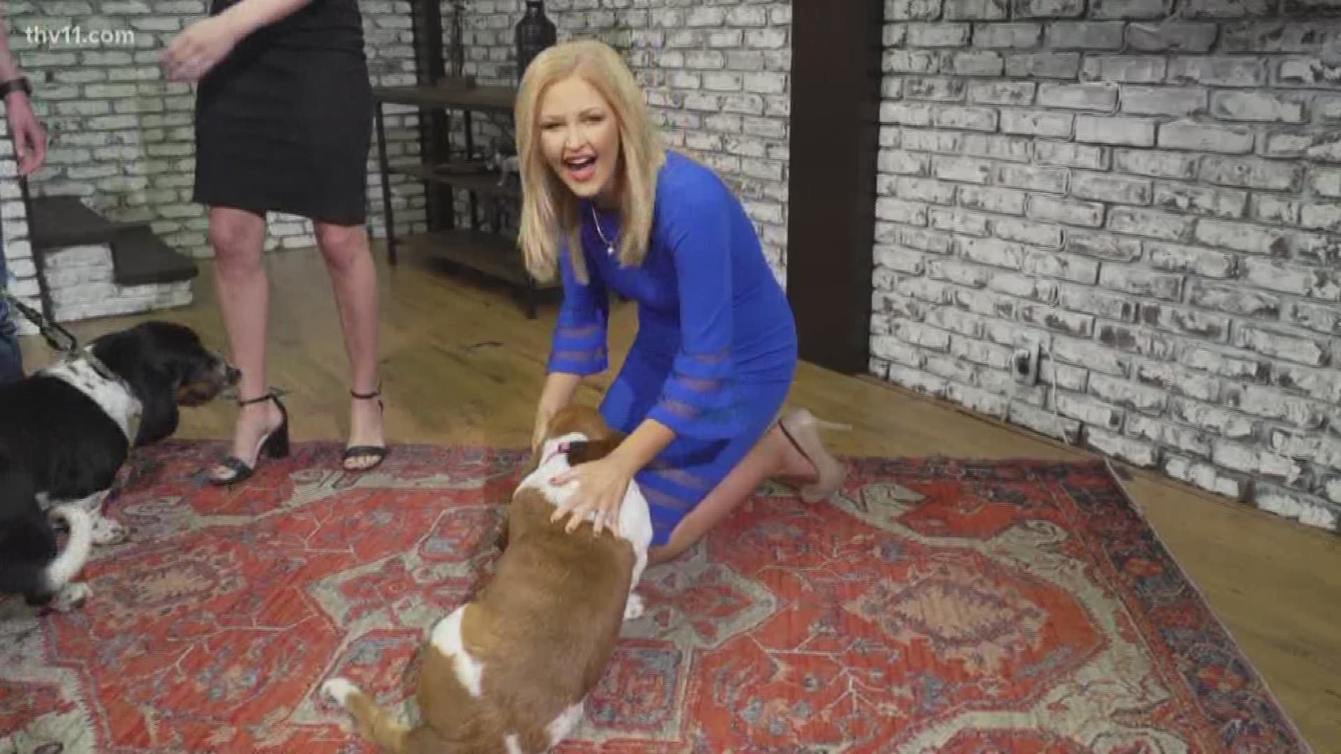Amanda Jaeger is a huge fan of Basset hounds. For her birthday, we arranged a surprise visit!