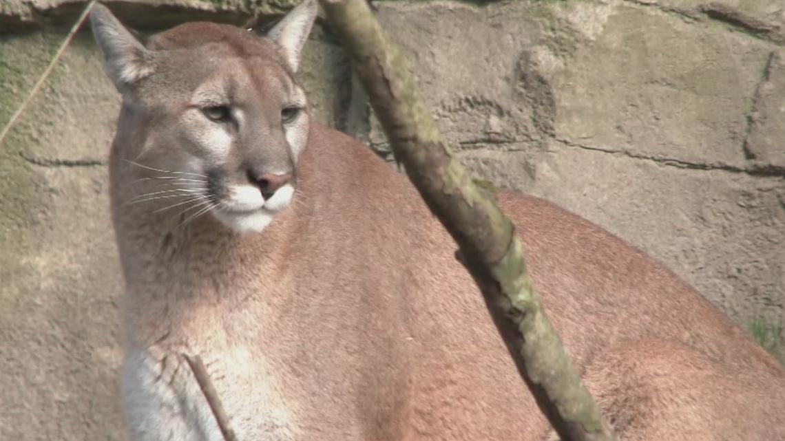 Mountain lion sighting confirmed in Arkansas | What to know | thv11.com