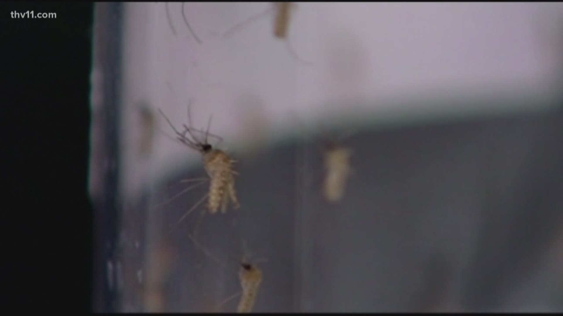 This fall, Arkansans have lots of unexpected visitors -- Mosquitos have become a pesky problem.