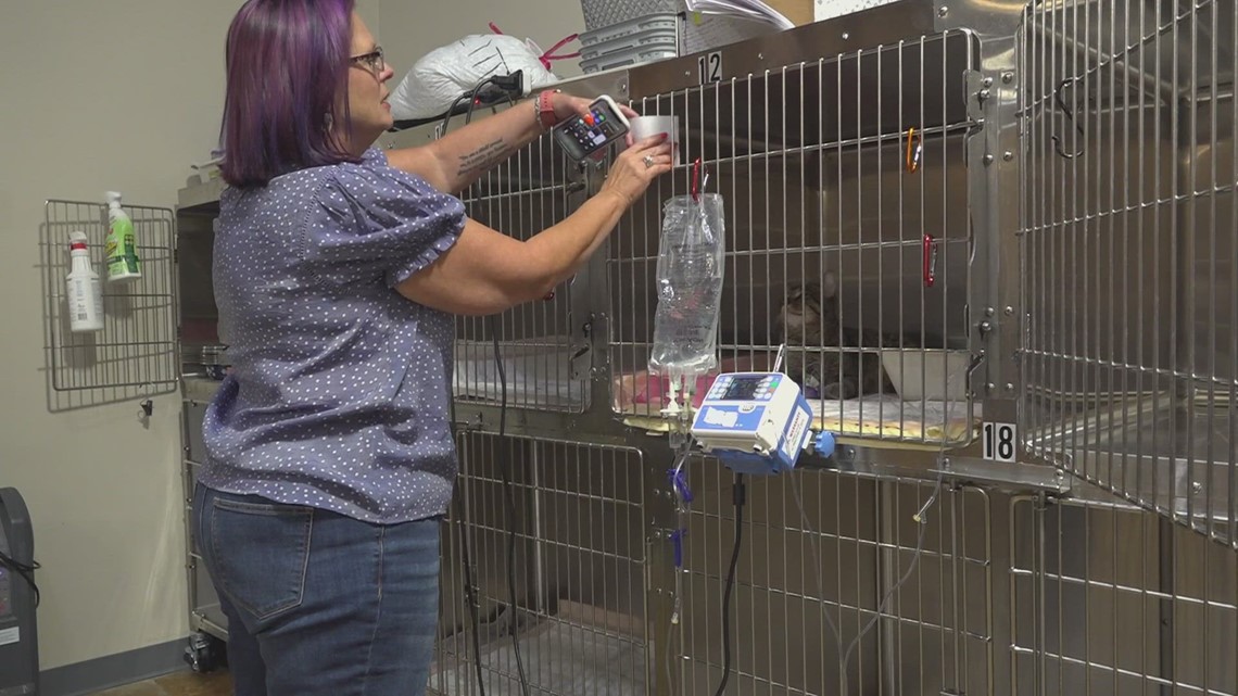 Vet shortage continues to be a challenge in Arkansas