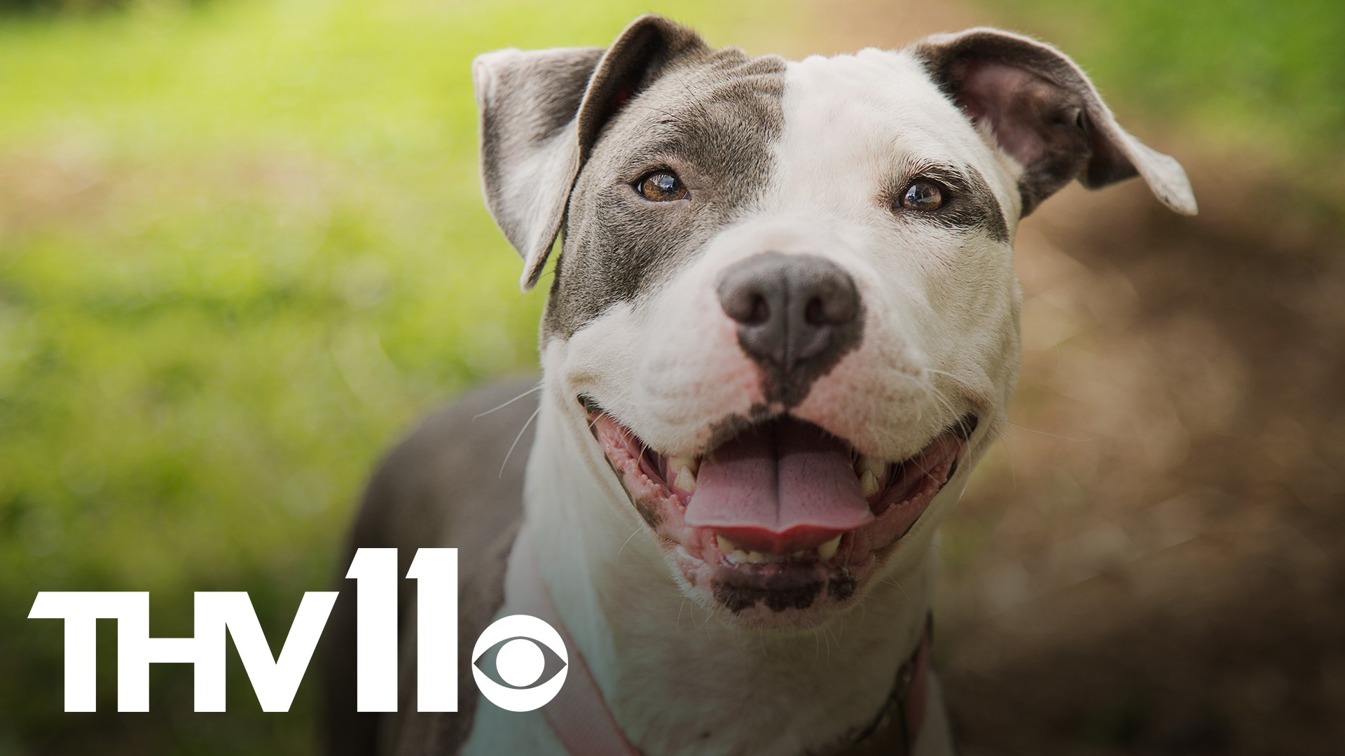 North Little Rock created breed-specific legislation 16 years ago against pit bulls.