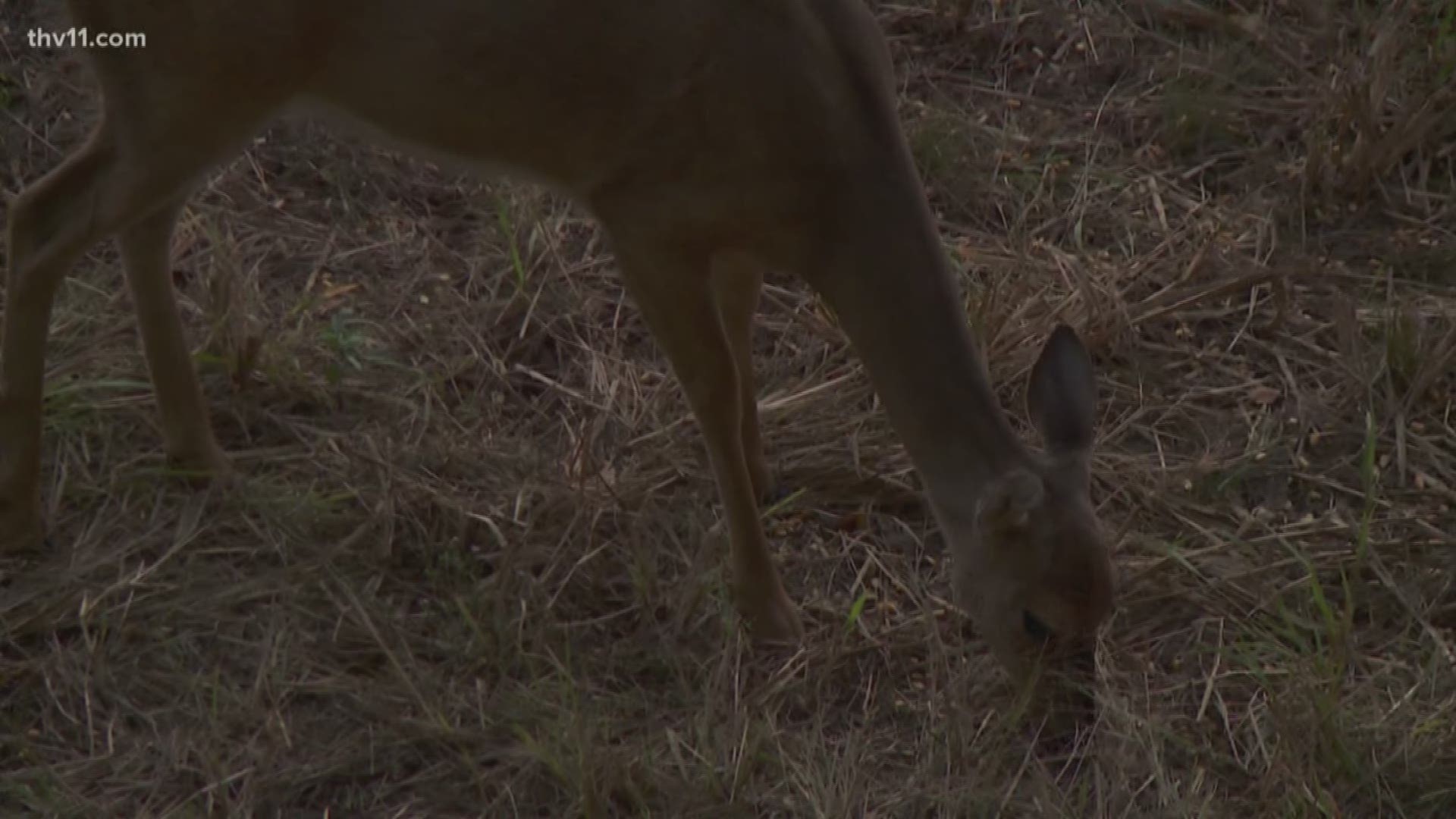 Antlerless only modern gun deer hunt open Saturday on private land