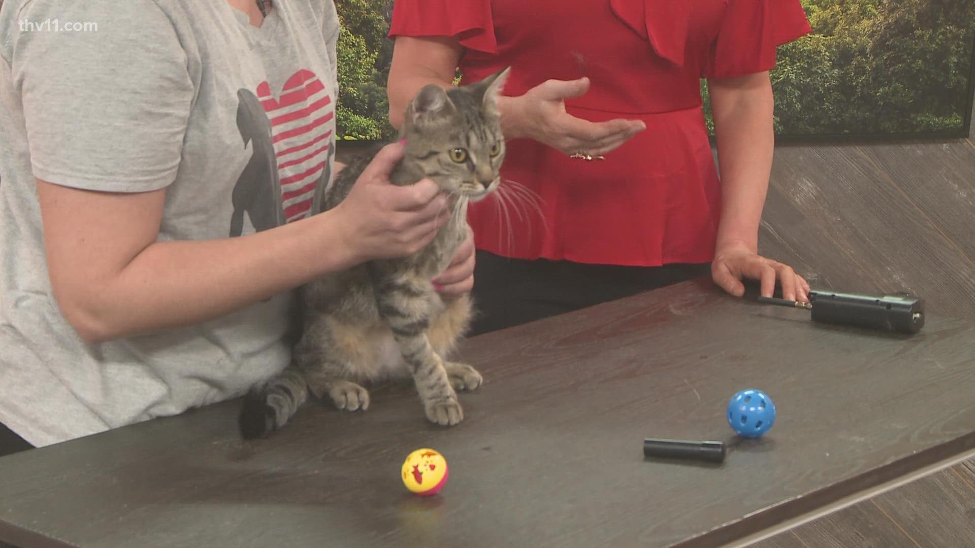 Betsy Robb with The Little Rock Animal Village is here with Sassy! A reminder, they will be closed Memorial Day weekend.