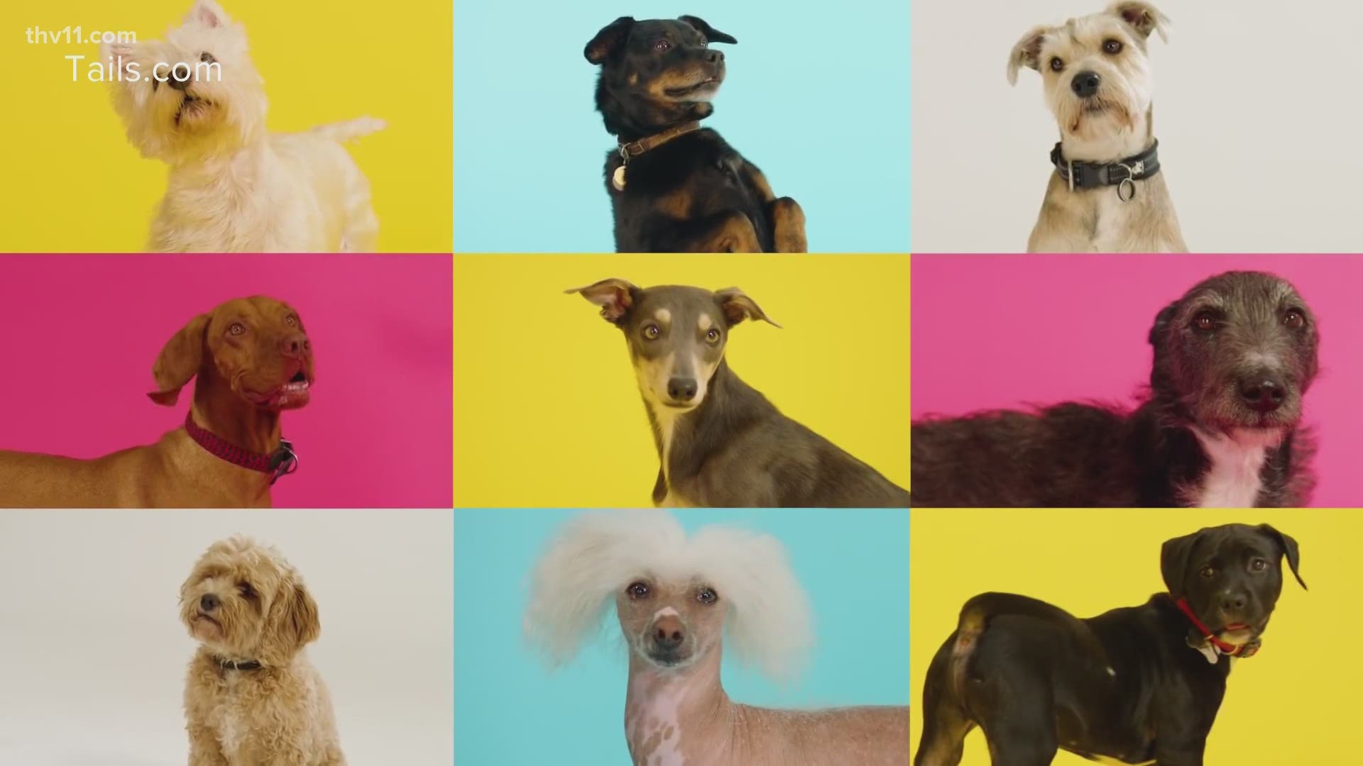 Dog food company tails.com has created the first Christmas song just for dogs. 'Raise the Woof' includes barking sounds, squeaky toys, a doorbell and more.