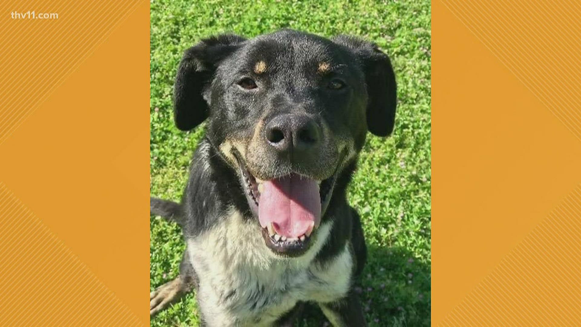 Banjo is about four years old and is an Australian Shepherd/Rottweiler mix. He has been at the Little Rock Animal Village since February 13.