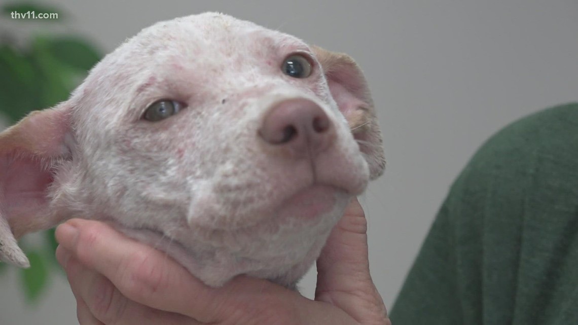 Arkansas animal shelters over capacity