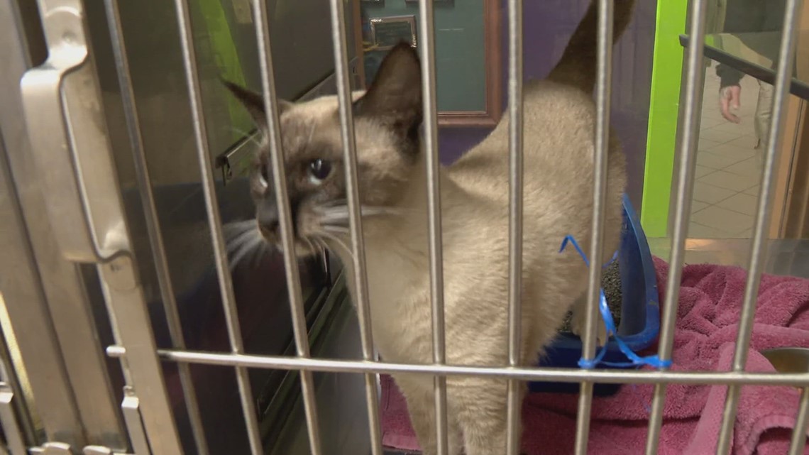 Arkansas animal shelters struggling with overcapacity - Vimarsana News
