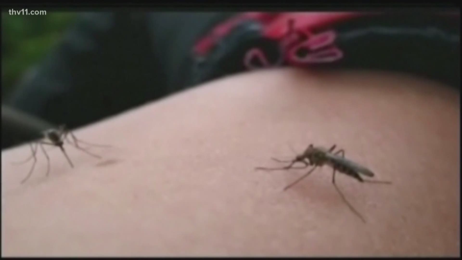 Mosquitoes are an unfortunate reality of living in Arkansas.