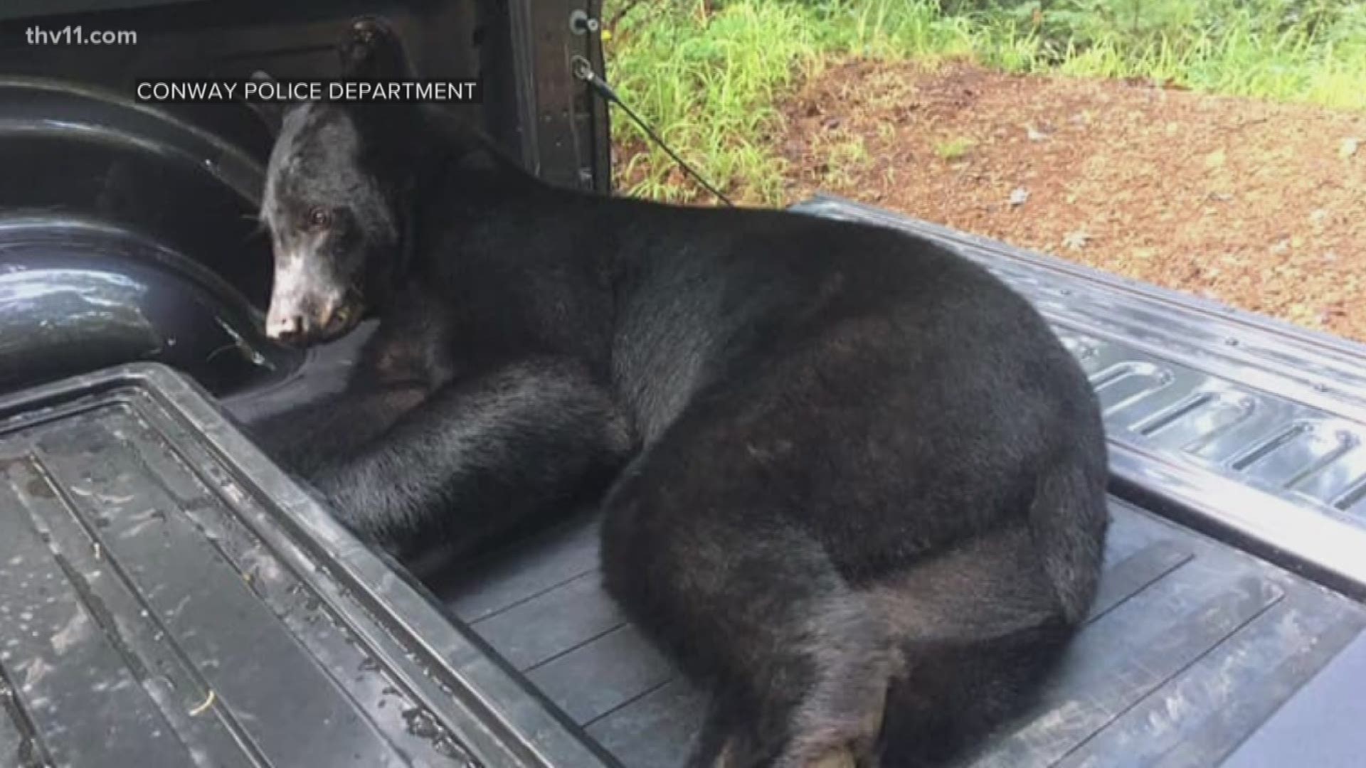A black bear has returned home to the wild tonight after causing quite a scare in one Conway neighborhood this morning.