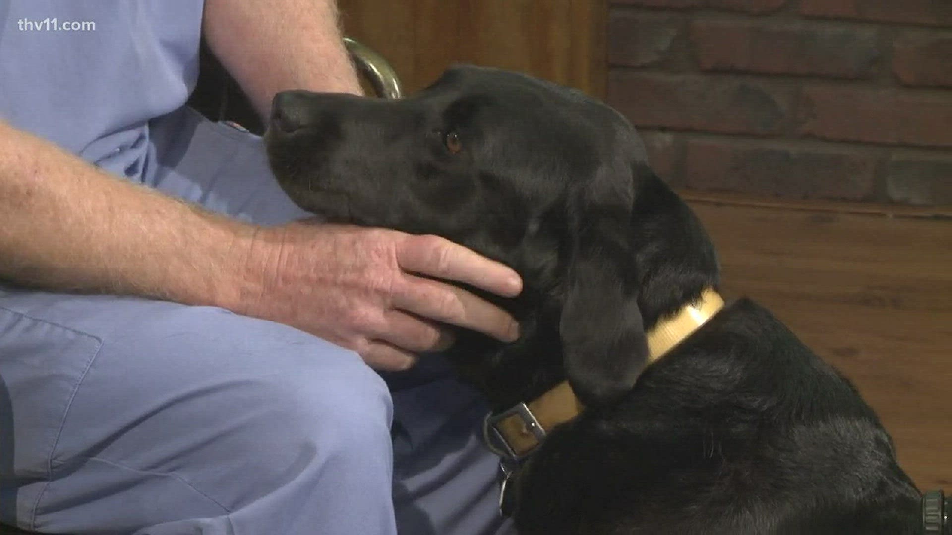 The American College of Veterinary Ophthalmologists is offering free exams for service dogs in May.