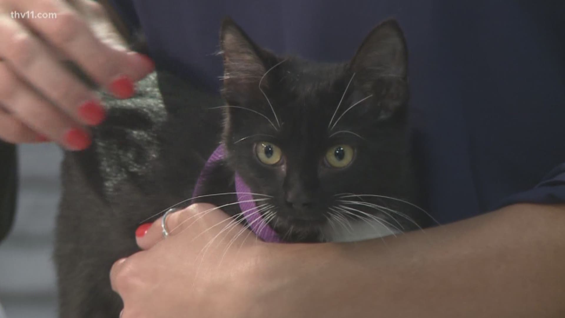 Every week we showcase an animal from the Little Rock Animal Village that is up for adoption. Betsy Robb with Friends of the Animal Village joins us this morning with Flash.