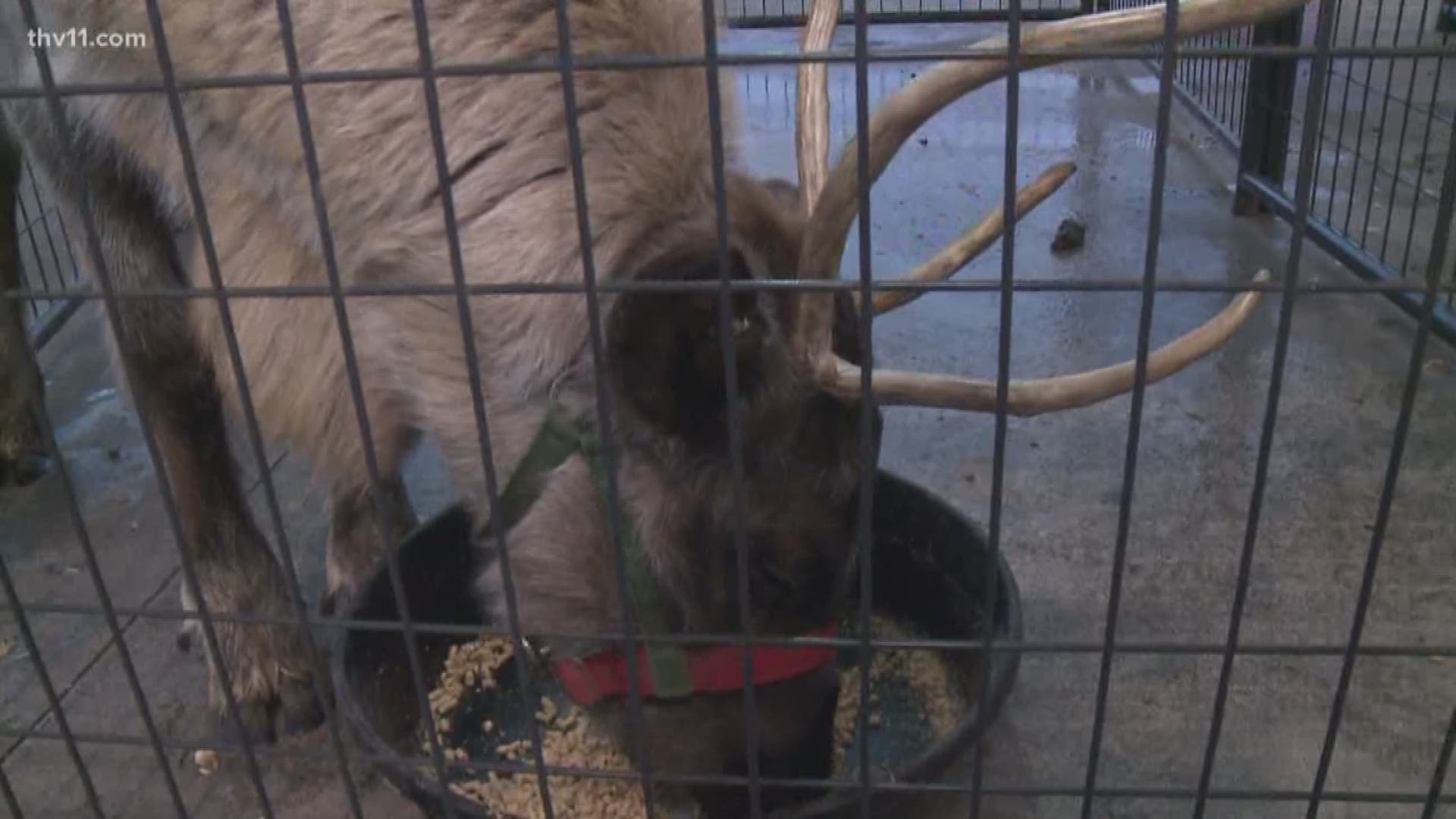 'Reindeer on the River' this weekend in Little Rock