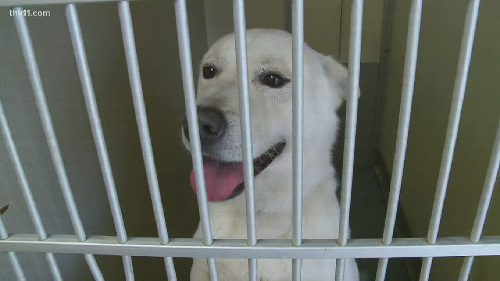 Here's how you can help the shelters deal with their version of ''March Madness''