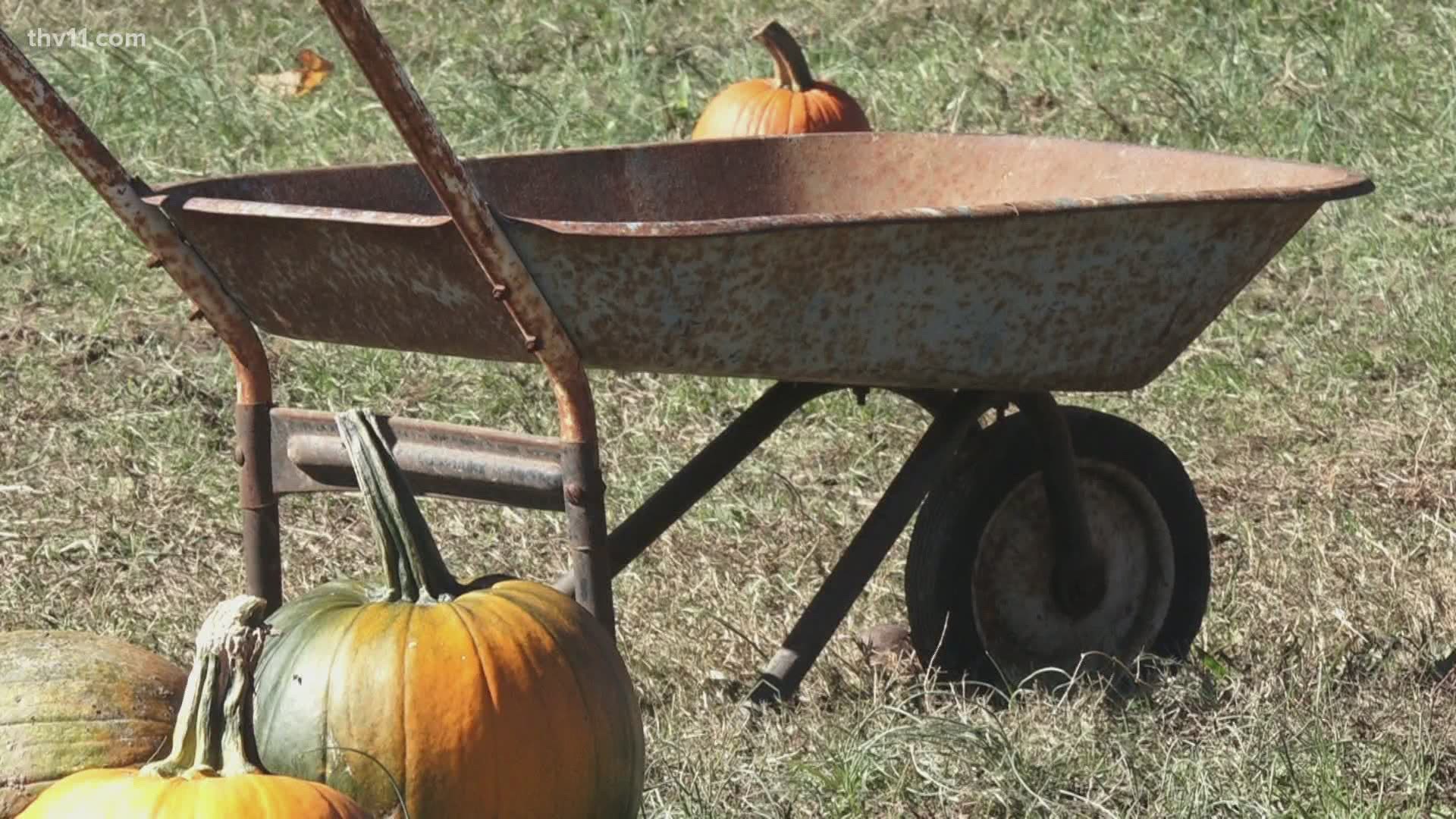 Whether it’s to carve on Halloween day or to keep out with your fall décor, the season has been so busy that some farms don’t have many pumpkins left on the vine.