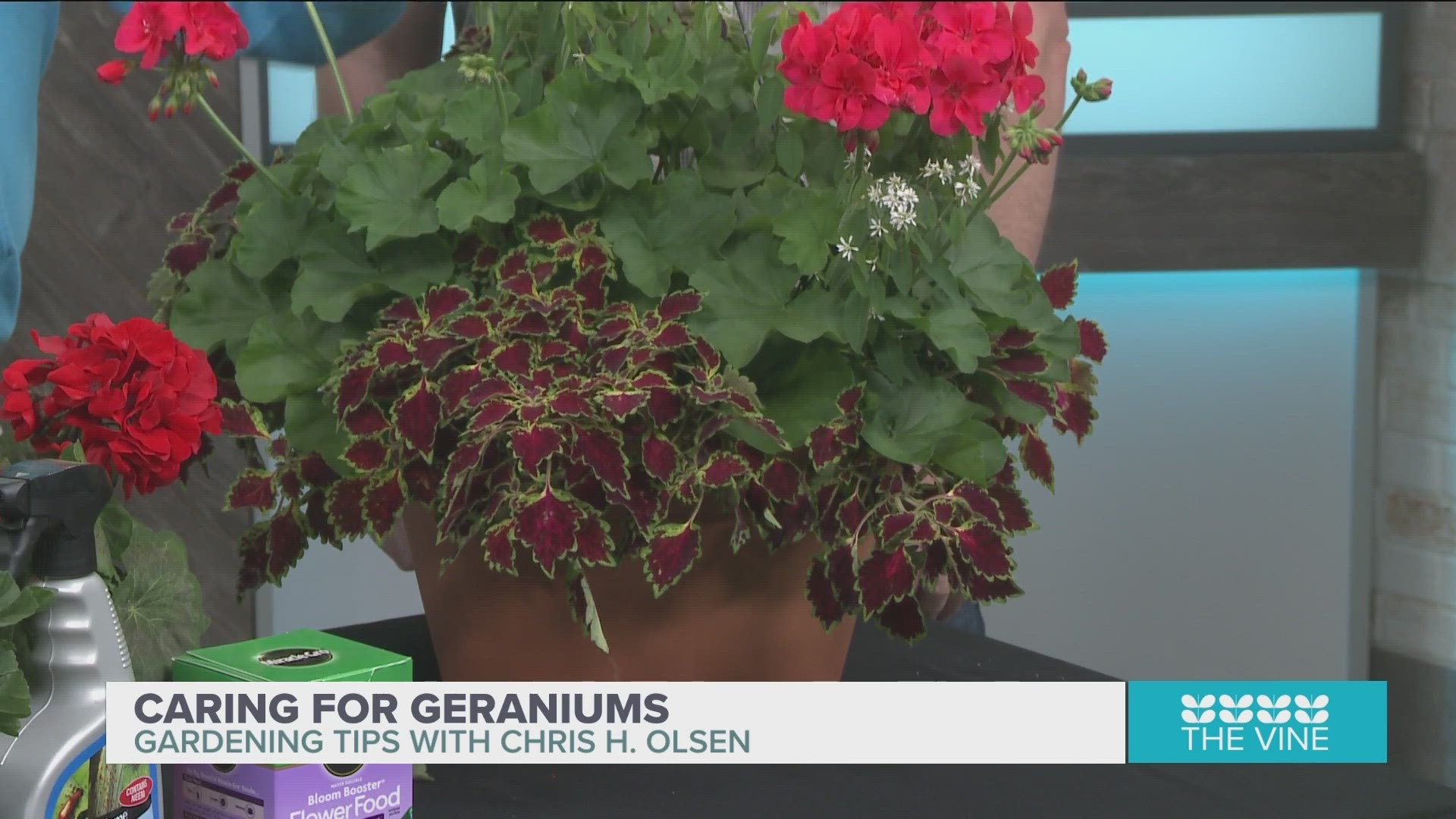 Chris H. Olsen is here telling us how to take care of geraniums this spring.