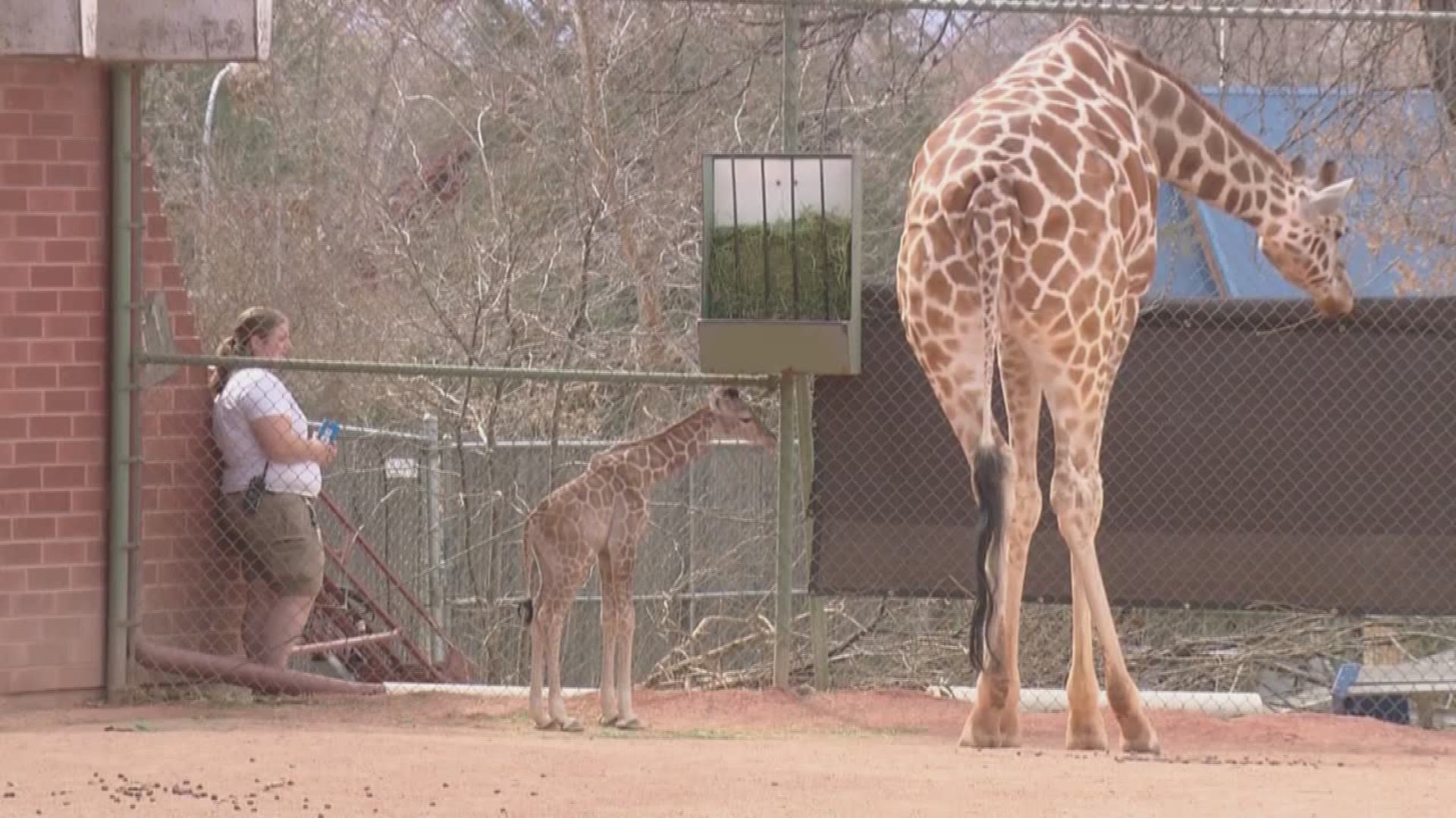 April the Giraffe is a Facebook star