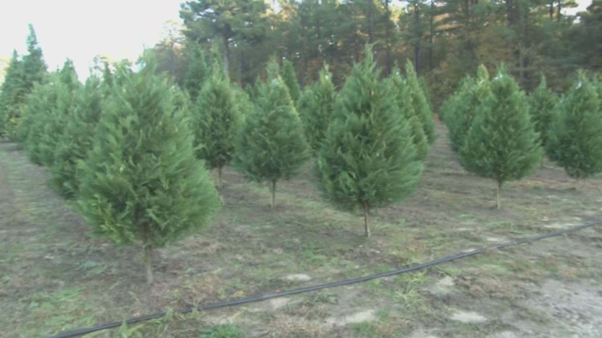 Christmas Day is 49 days away, but for many people, the Christmas season begins way earlier. Local tree farms say they're getting constant calls.