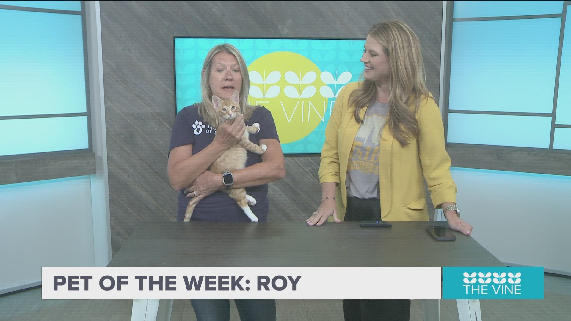 Roy, a energetic, sweet and talkative cat from the Humane Society of Pulaski County is looking for his forever home.