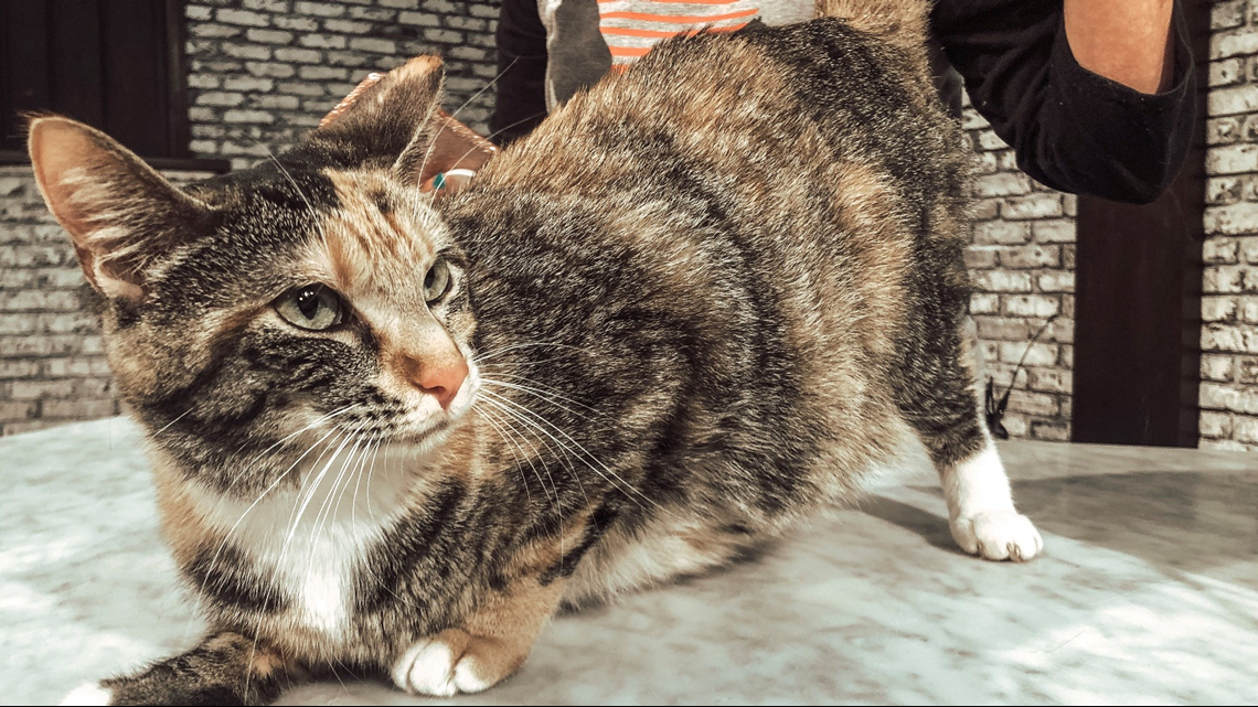 Val, the Valero gas station cat, is an affectionate bundle of fur