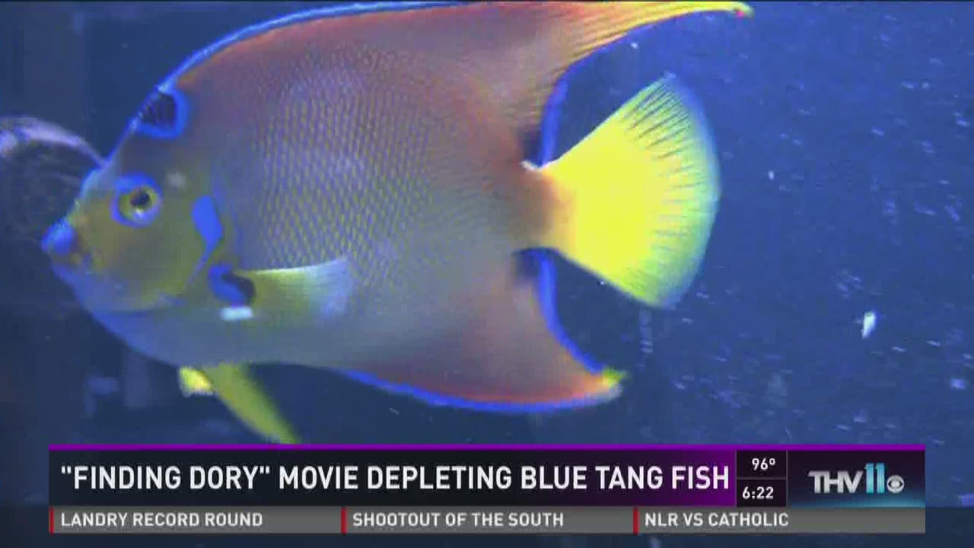 Disney urges 'Dory' fans that the real fish doesn't make for a good pet